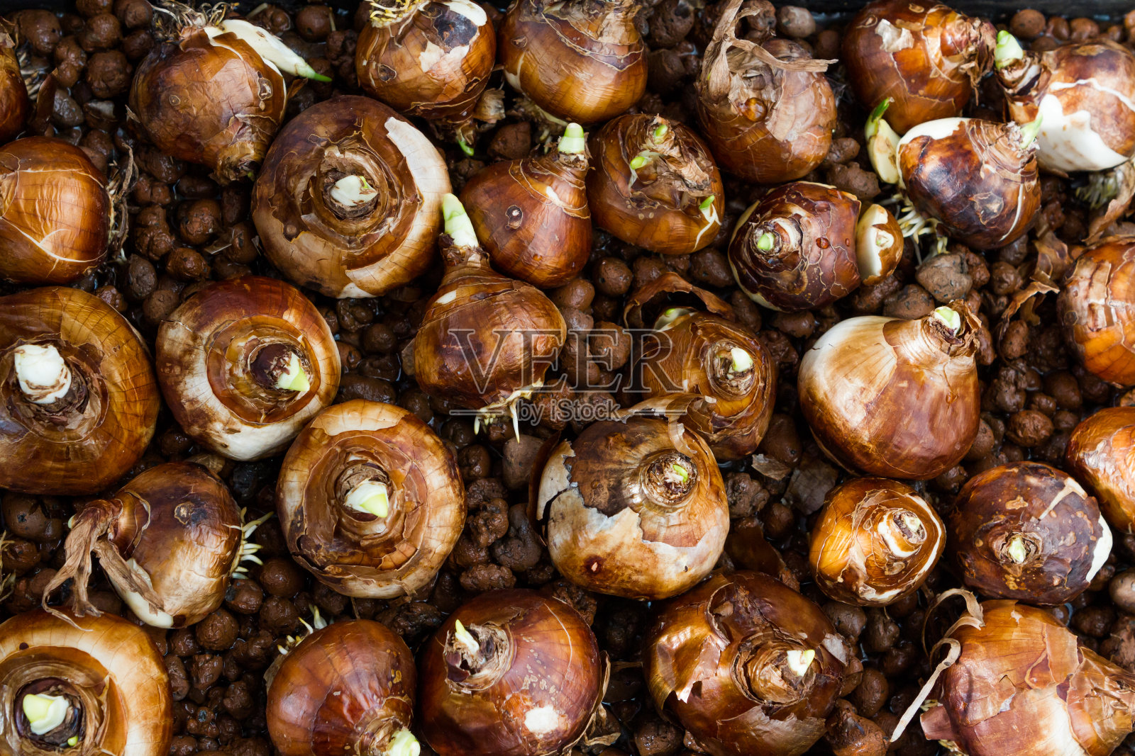 整帧洋葱镜头照片摄影图片