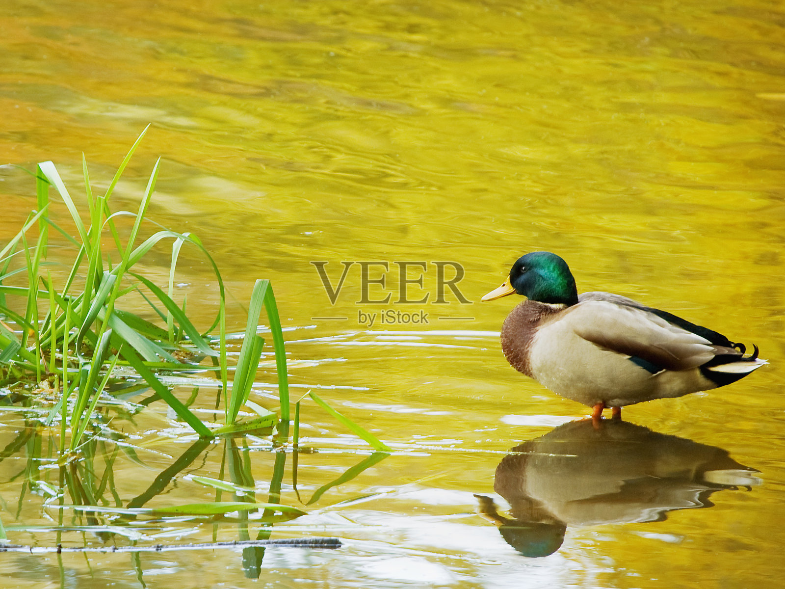 野鸭照片摄影图片