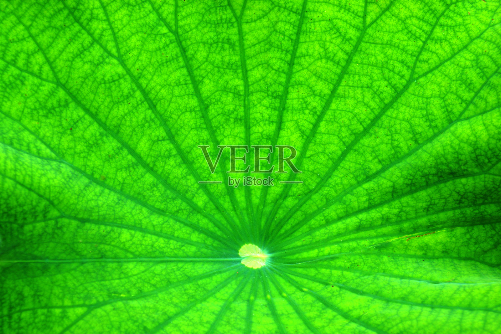 荷叶。照片摄影图片