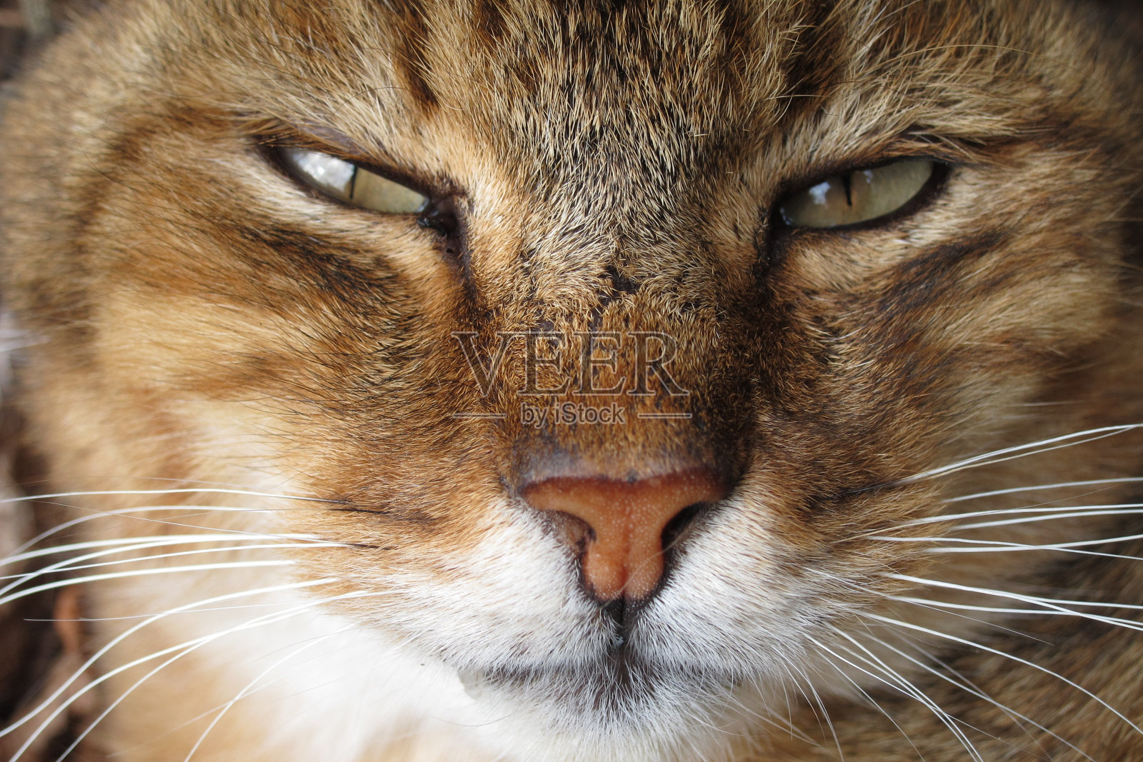 猫的肖像照片摄影图片