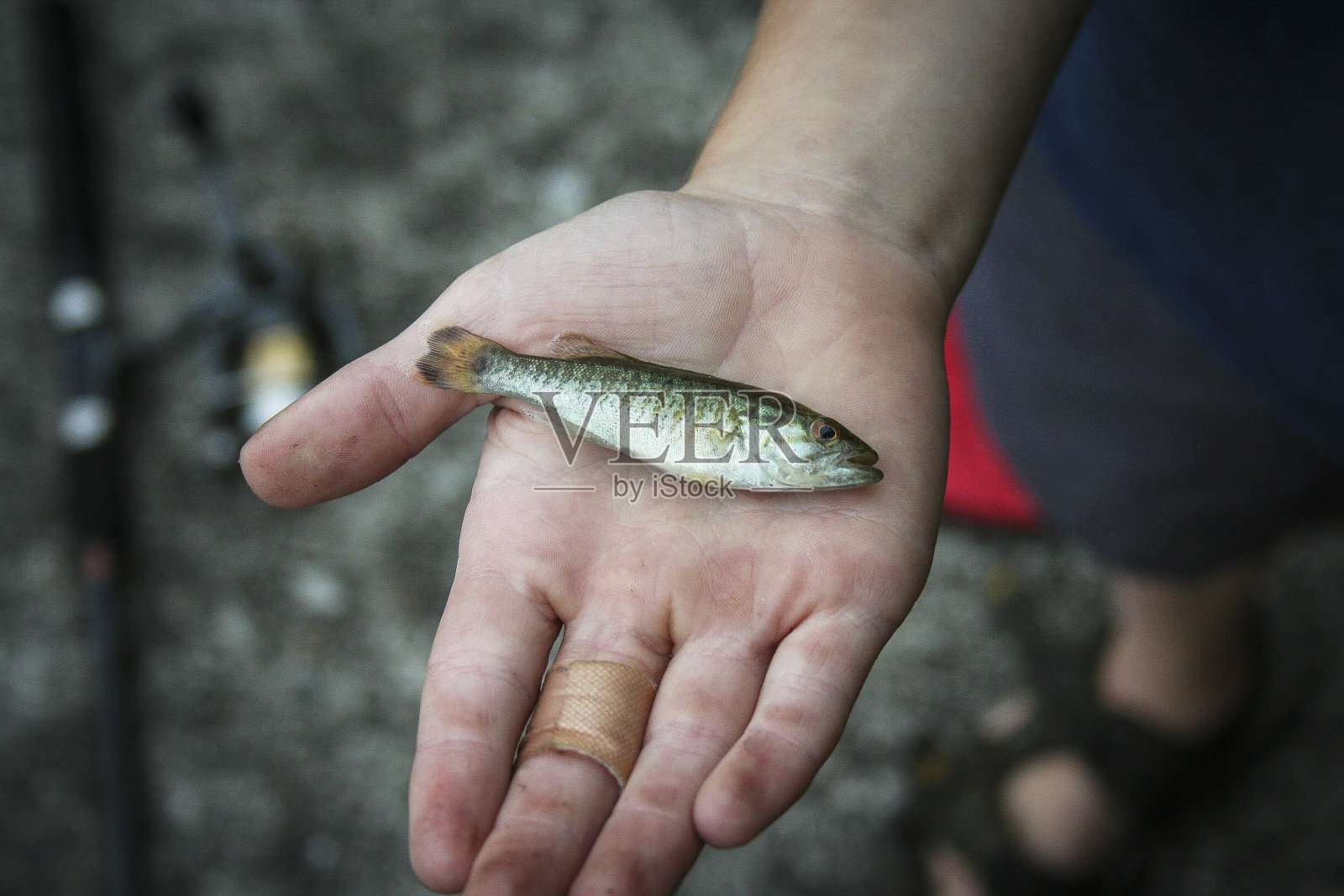 鱼的手照片摄影图片