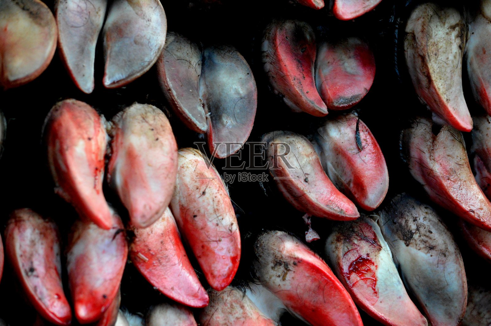 牛蹄照片摄影图片