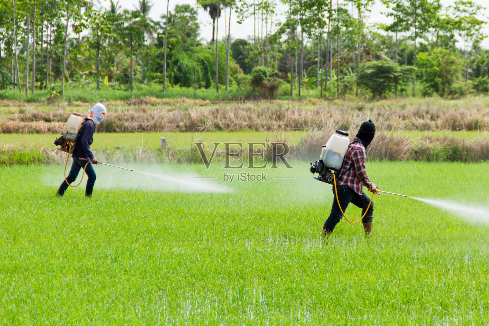 两人喷洒农药照片摄影图片