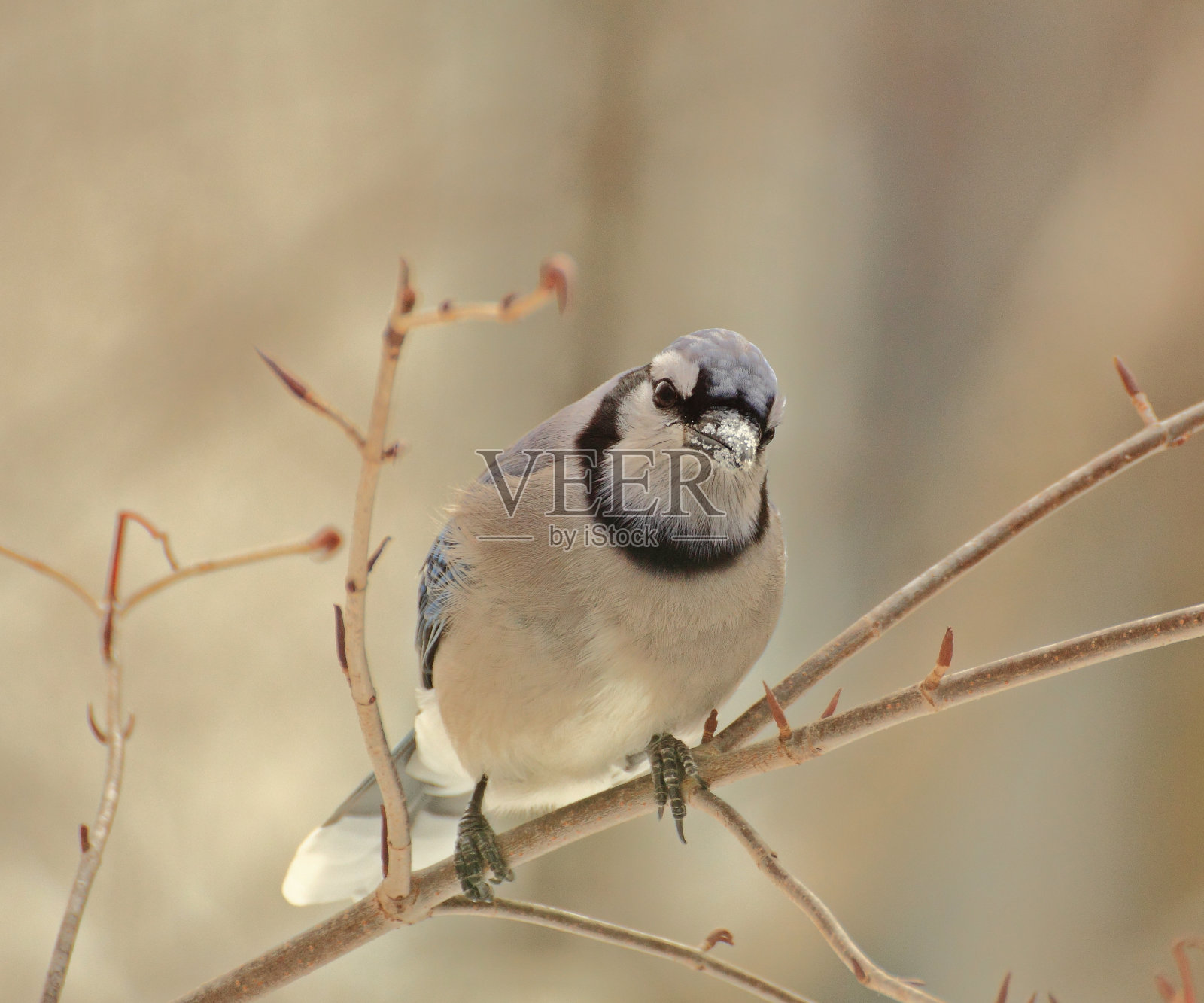 冠蓝鸦照片摄影图片