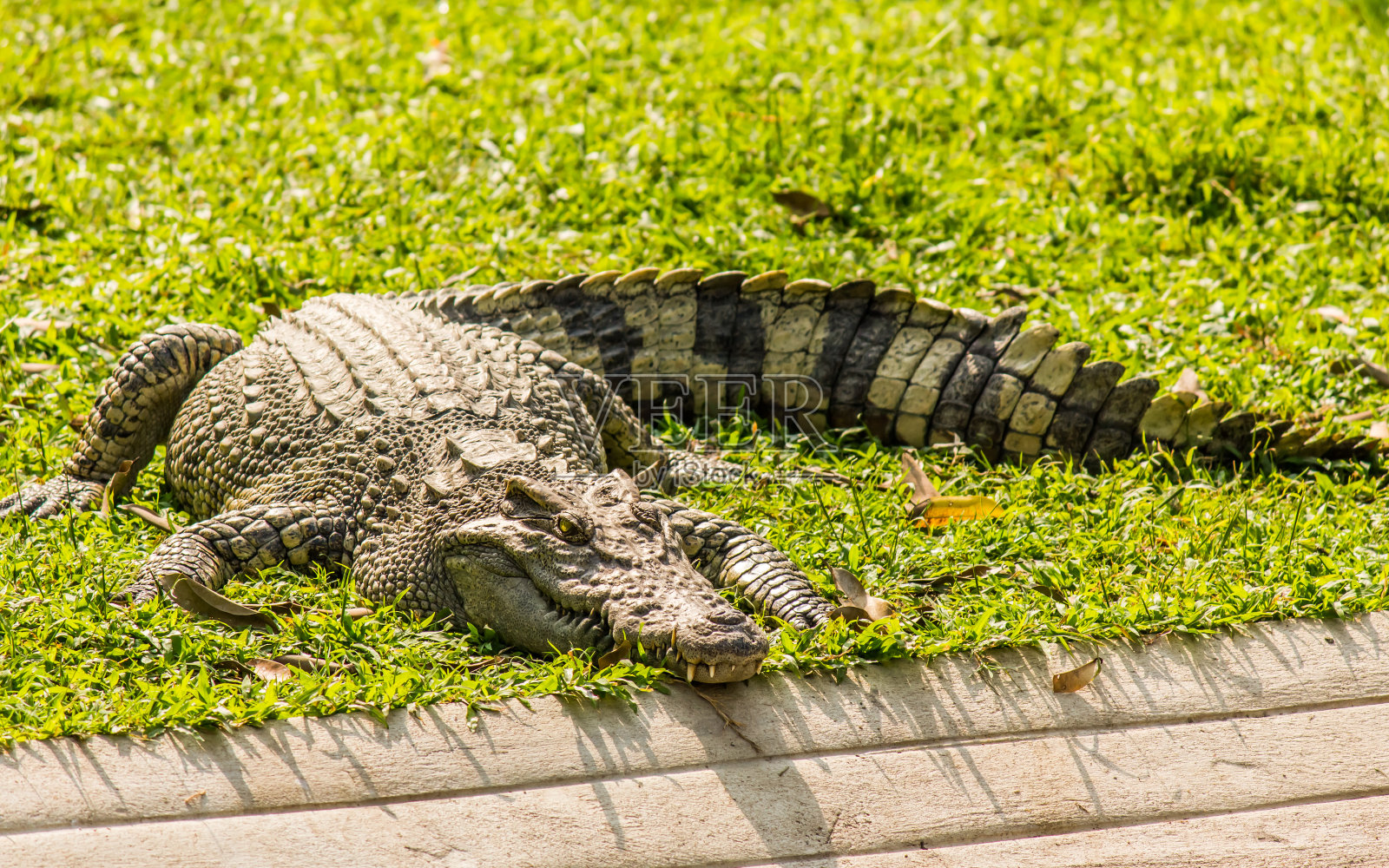 鳄鱼照片摄影图片