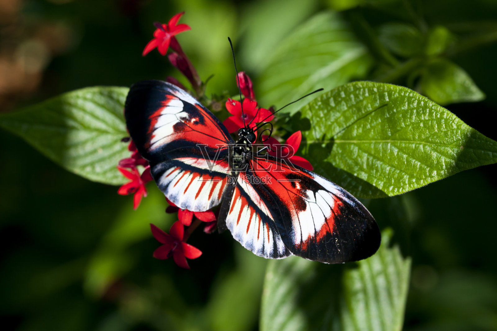 Heliconius蝴蝶钢琴键照片摄影图片
