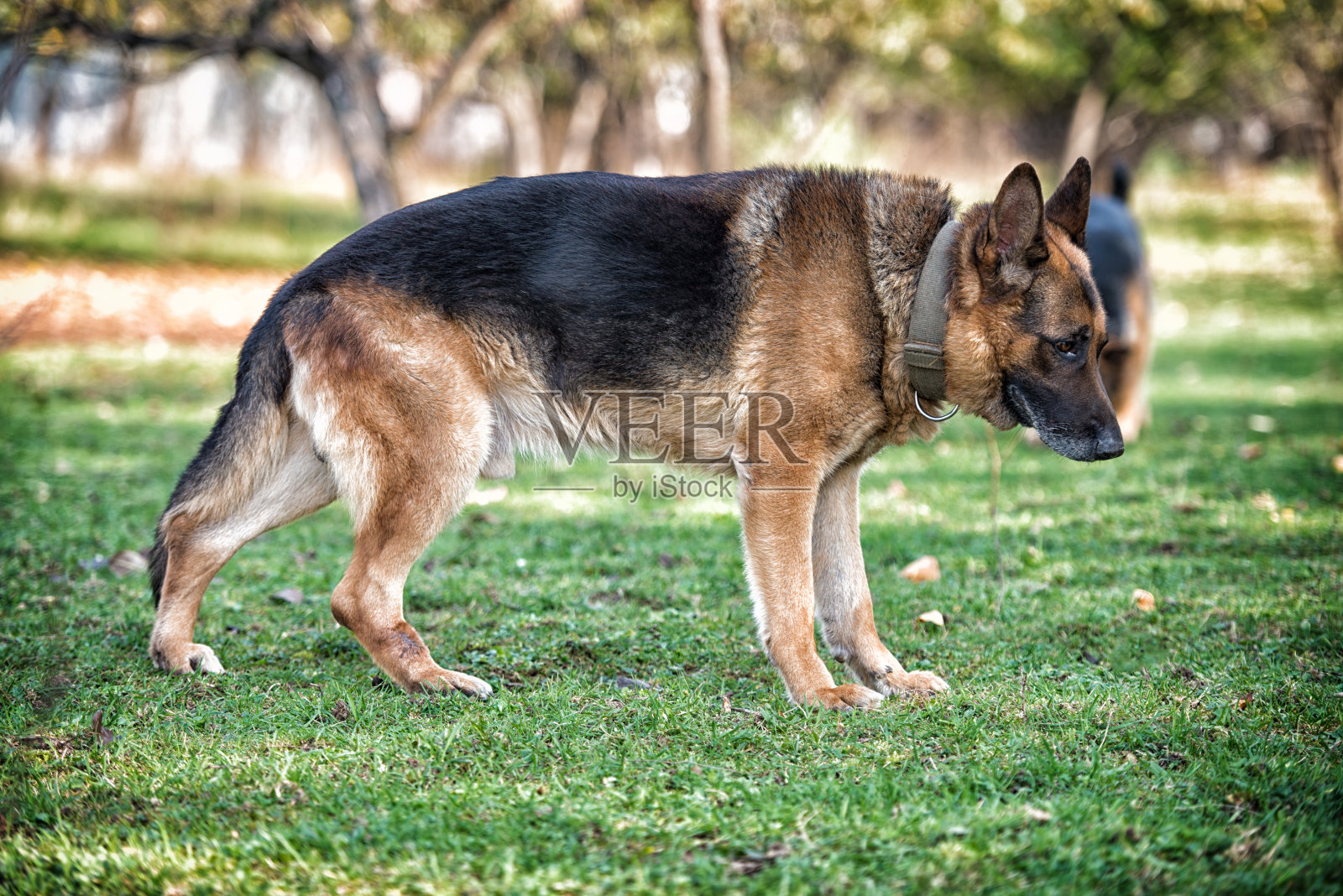 德国牧羊犬肖像侧视图照片摄影图片
