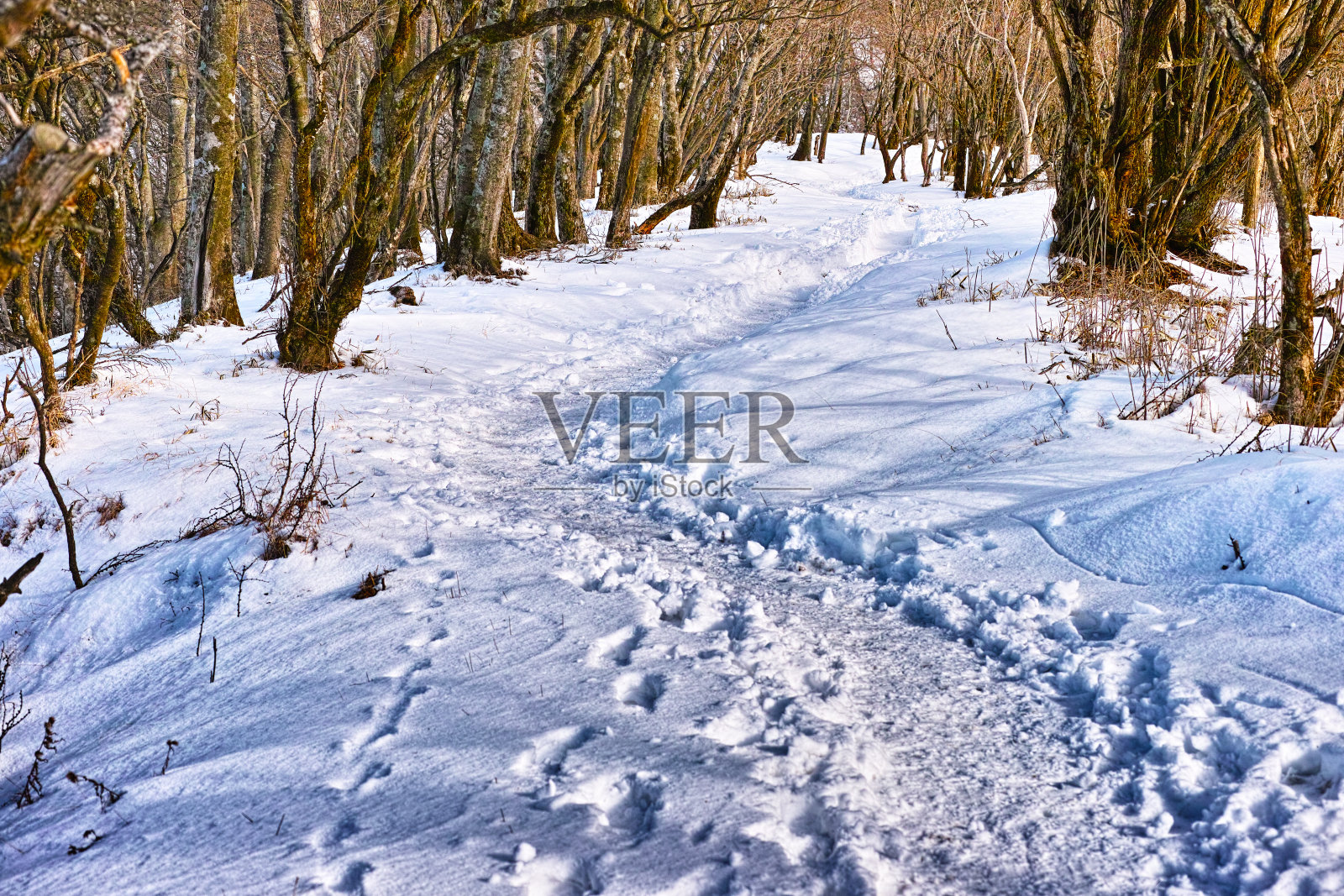 雪山之旅照片摄影图片