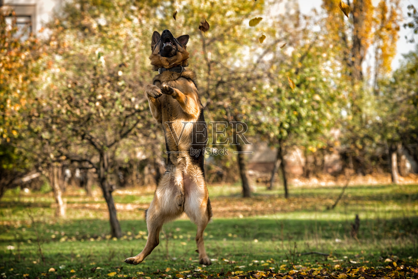 德国牧羊犬跳跃照片摄影图片