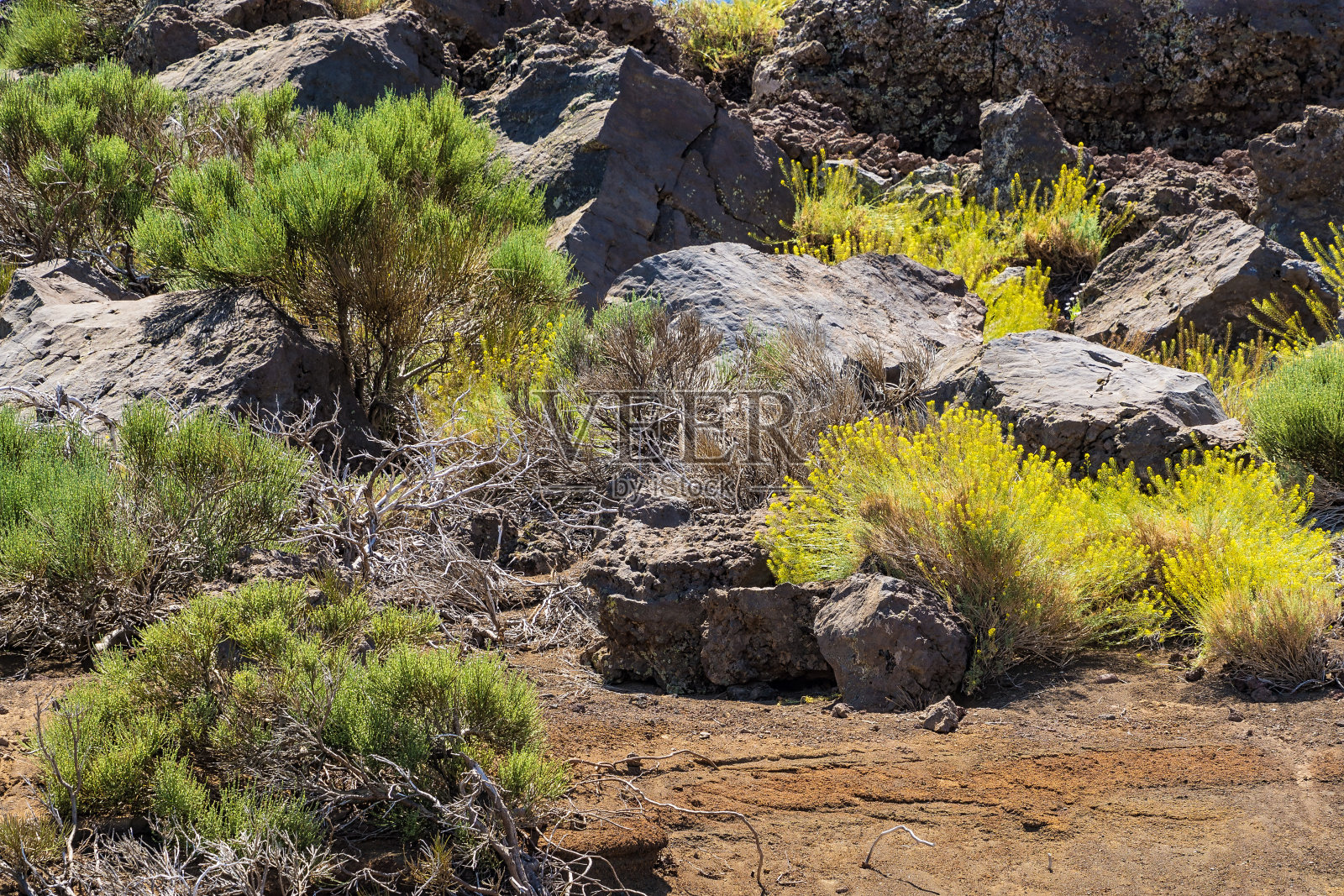 特内里费照片摄影图片