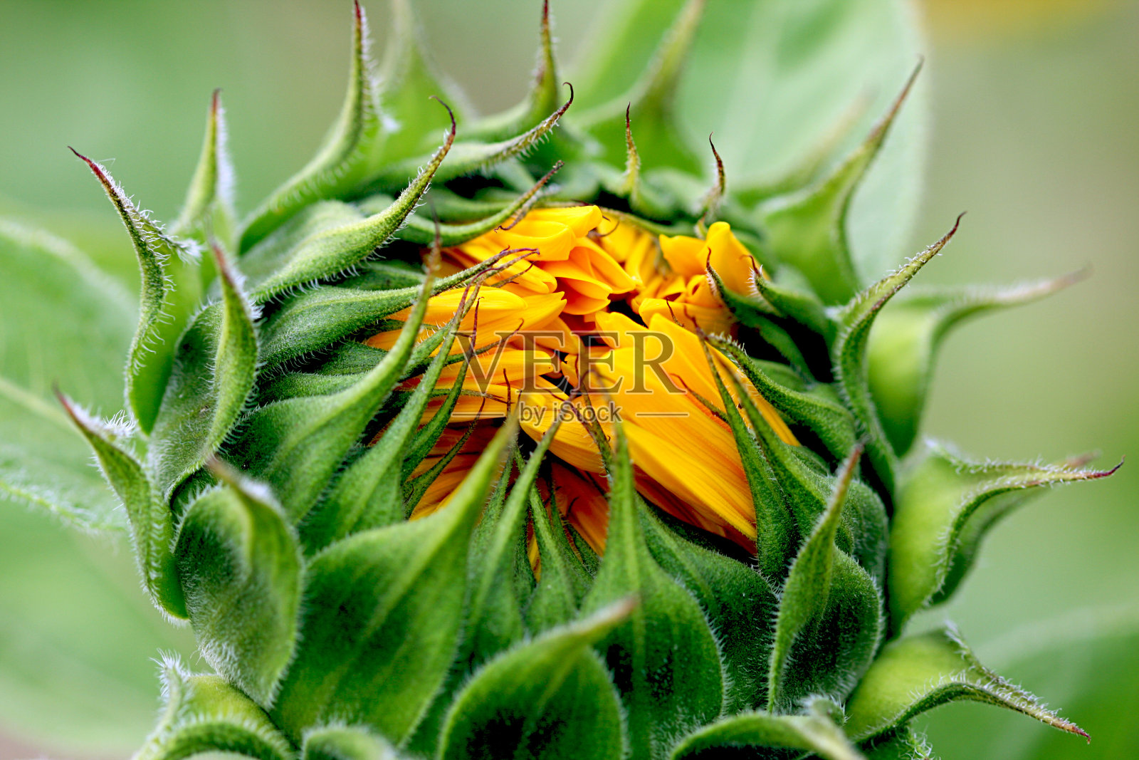 向日葵照片摄影图片