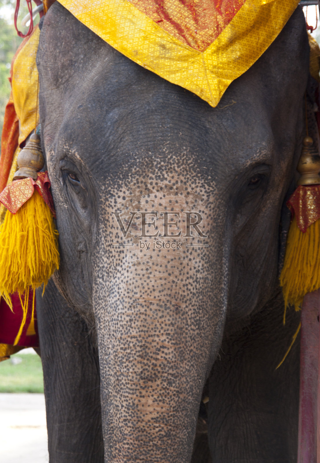 大象在泰国照片摄影图片
