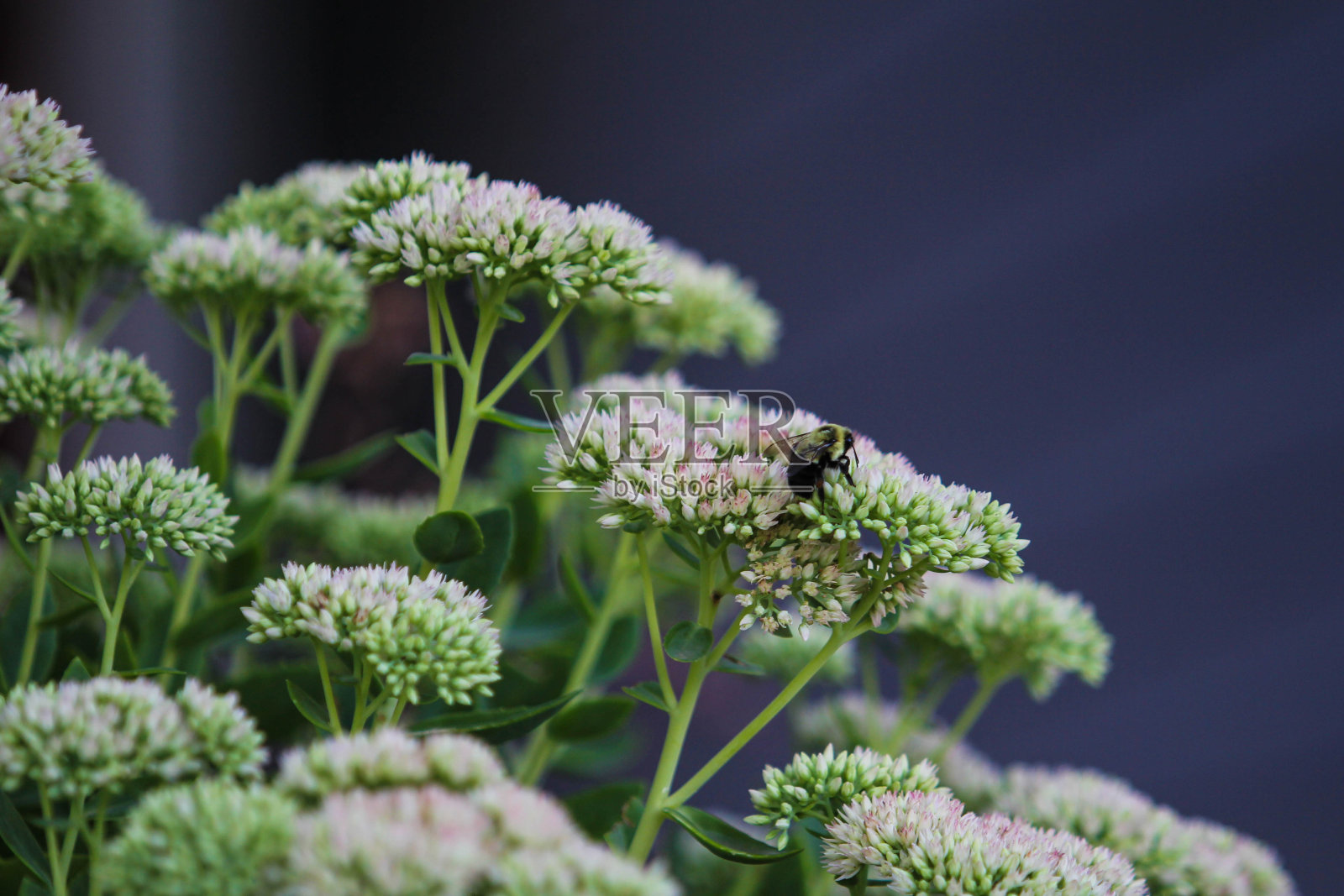 大黄蜂照片摄影图片