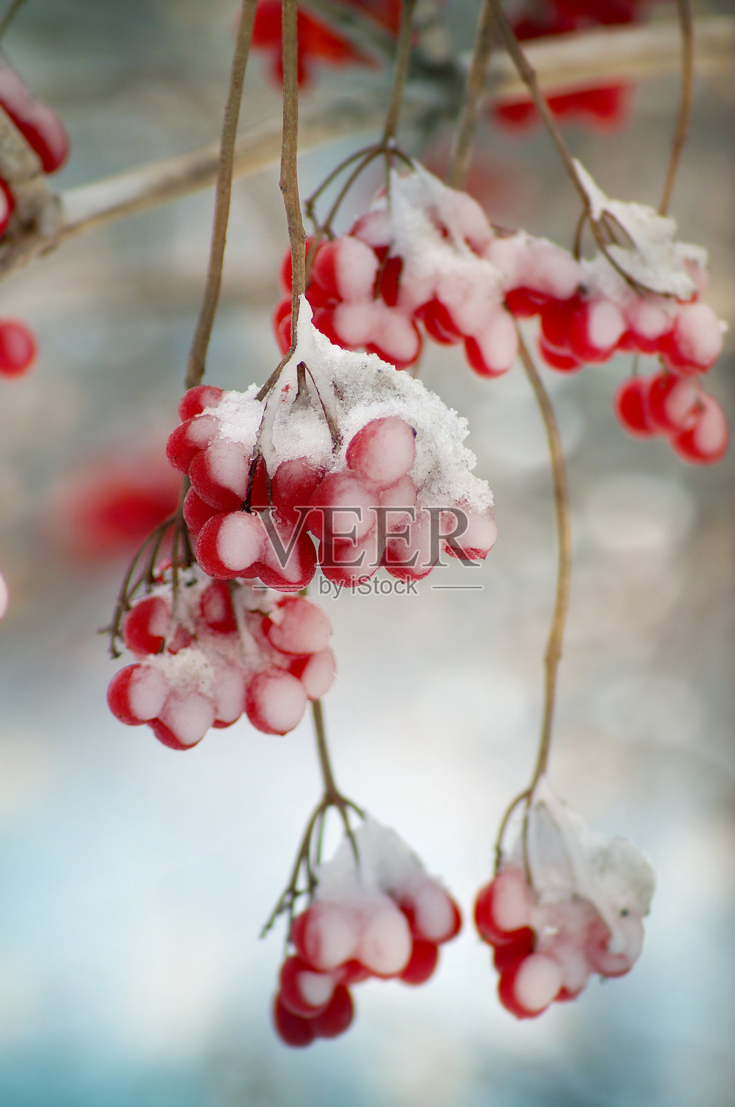 靠近被雪覆盖的花楸浆果照片摄影图片