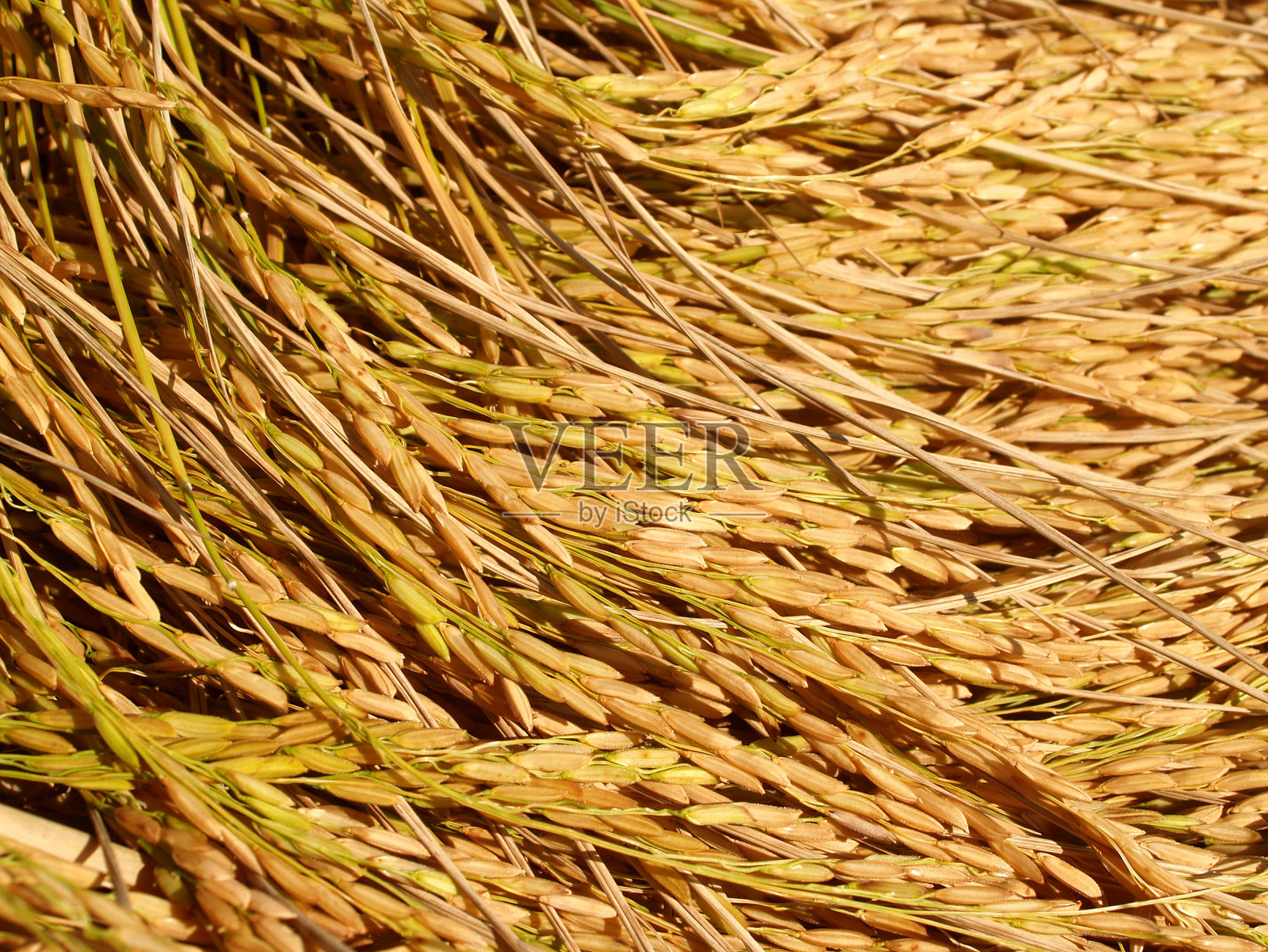 稻田稻田农场照片摄影图片