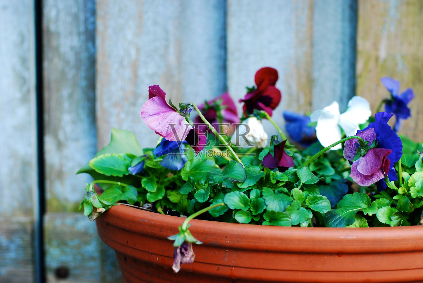 一盆花照片摄影图片