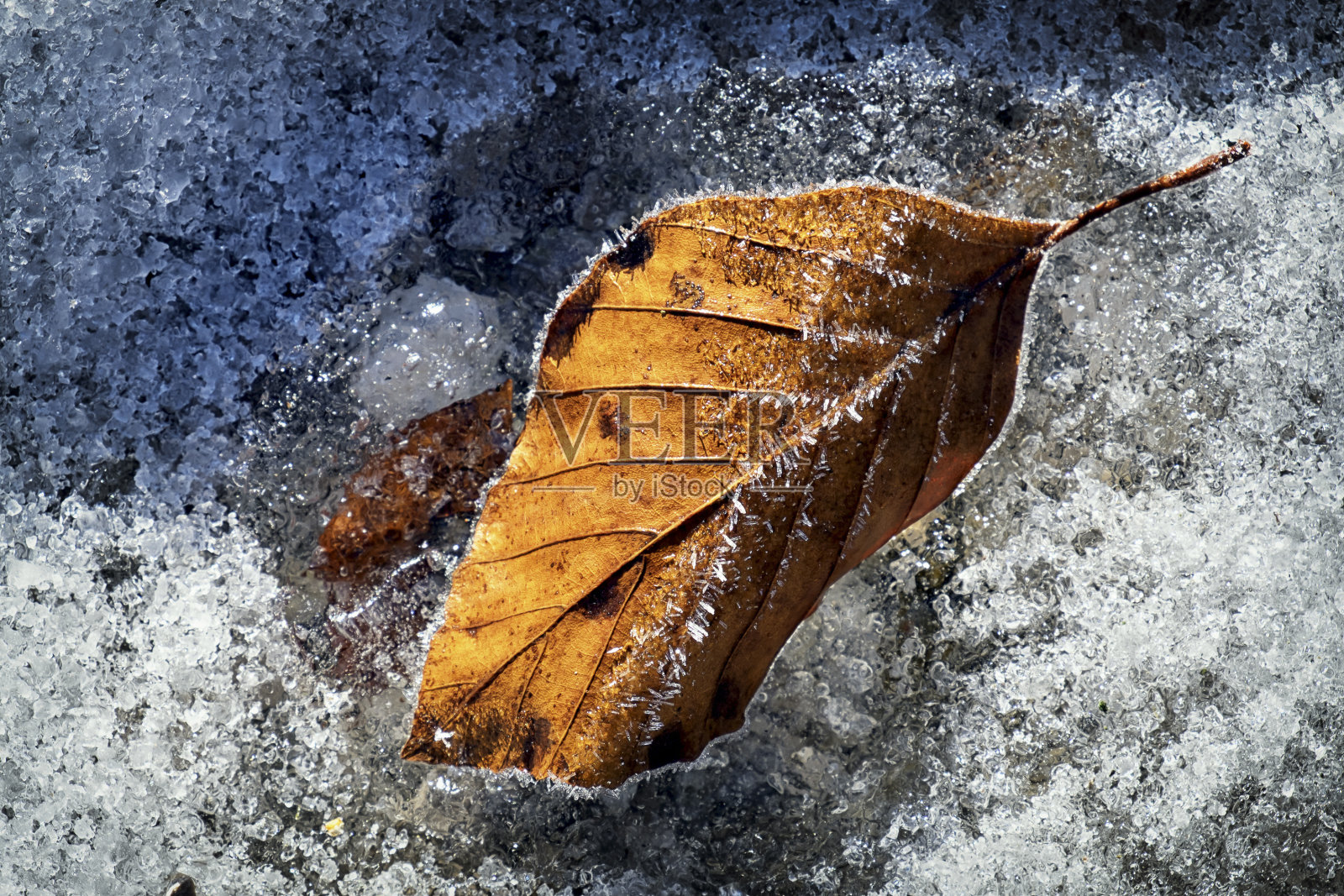 冬天树叶照片摄影图片