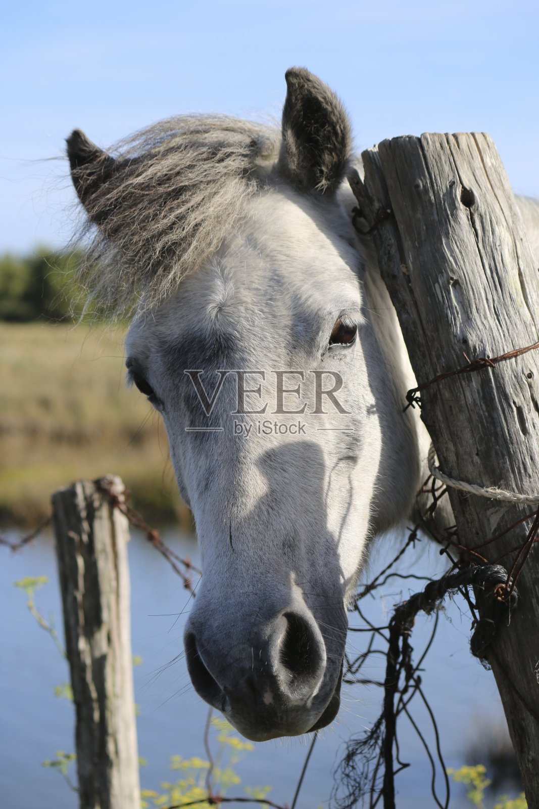 白马照片摄影图片