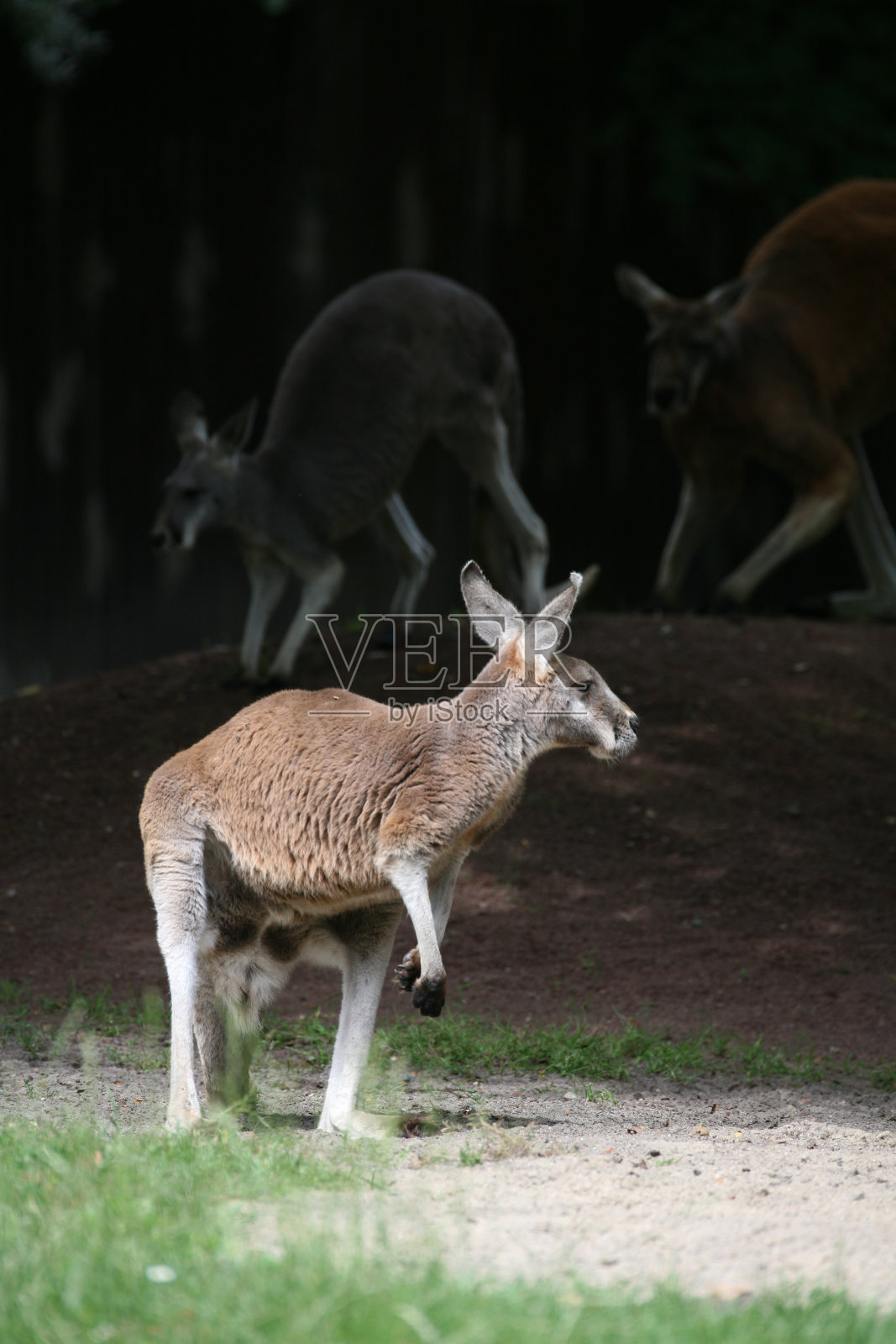 红袋鼠照片摄影图片