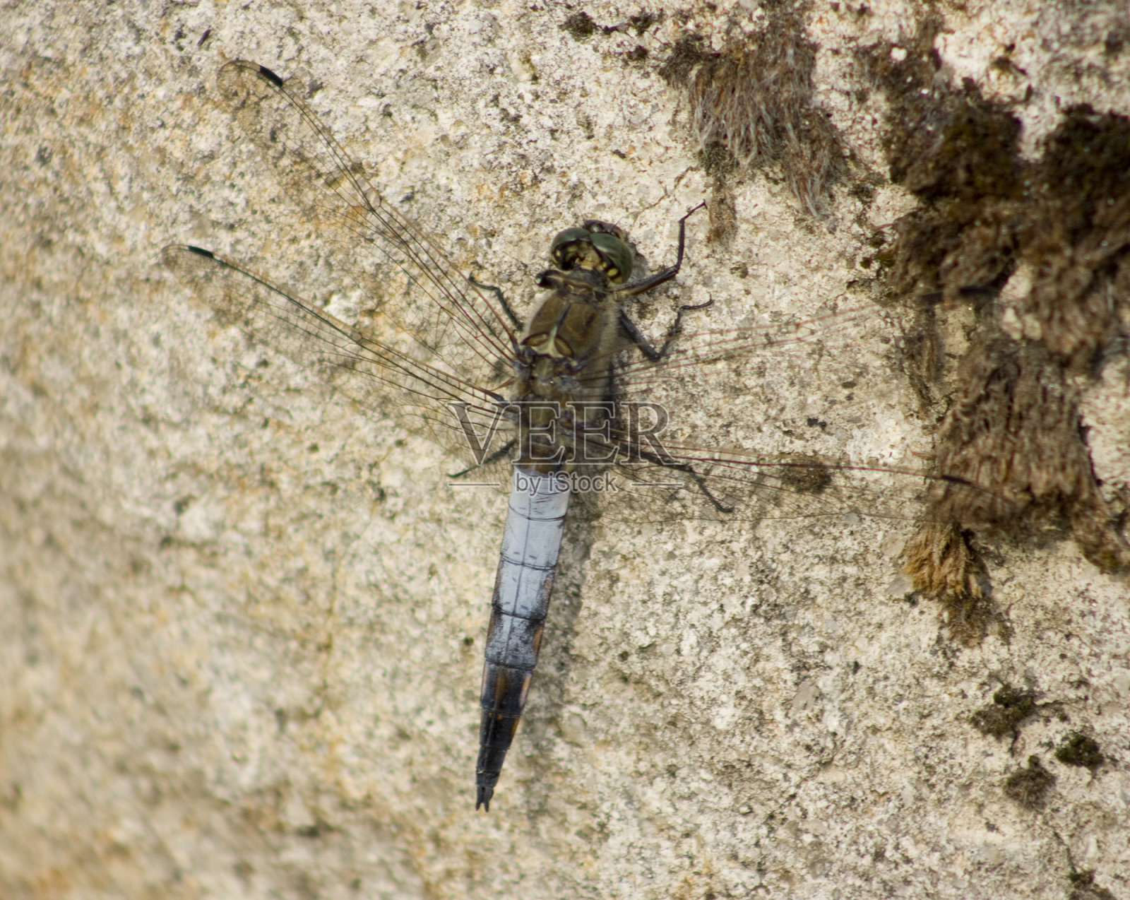 蜻蜓照片摄影图片