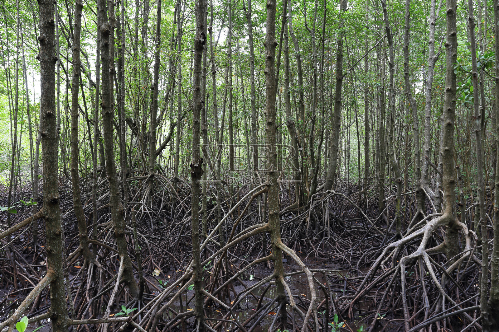 红树林树照片摄影图片