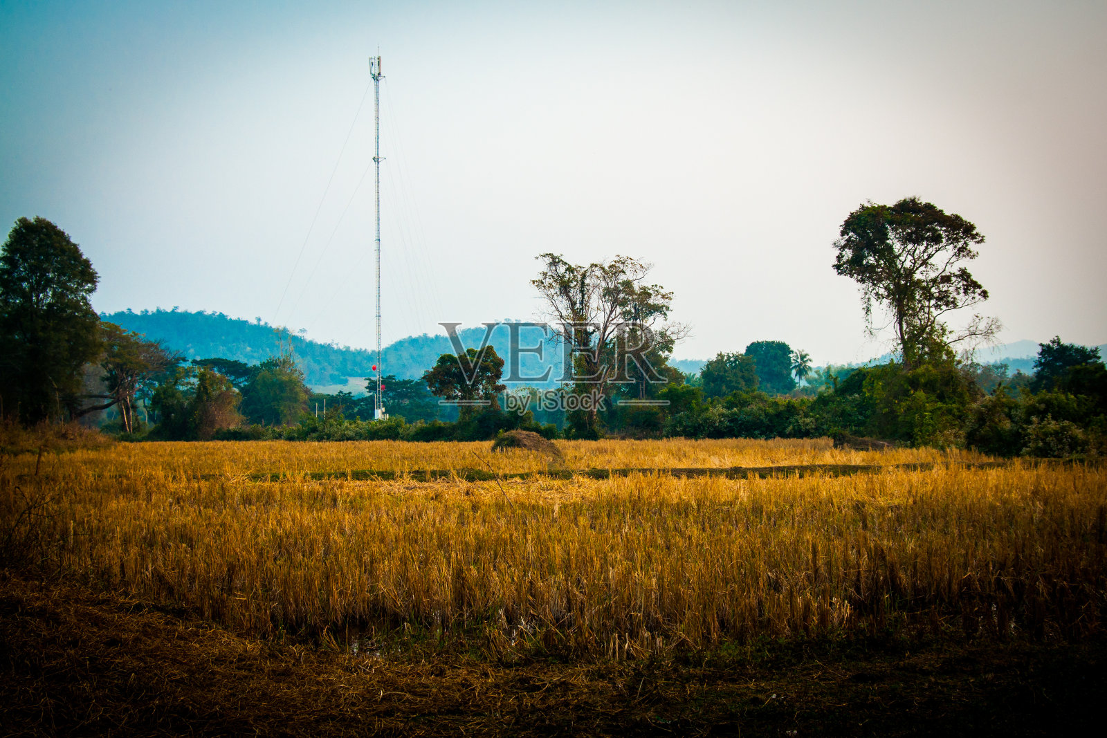 玉米田照片摄影图片