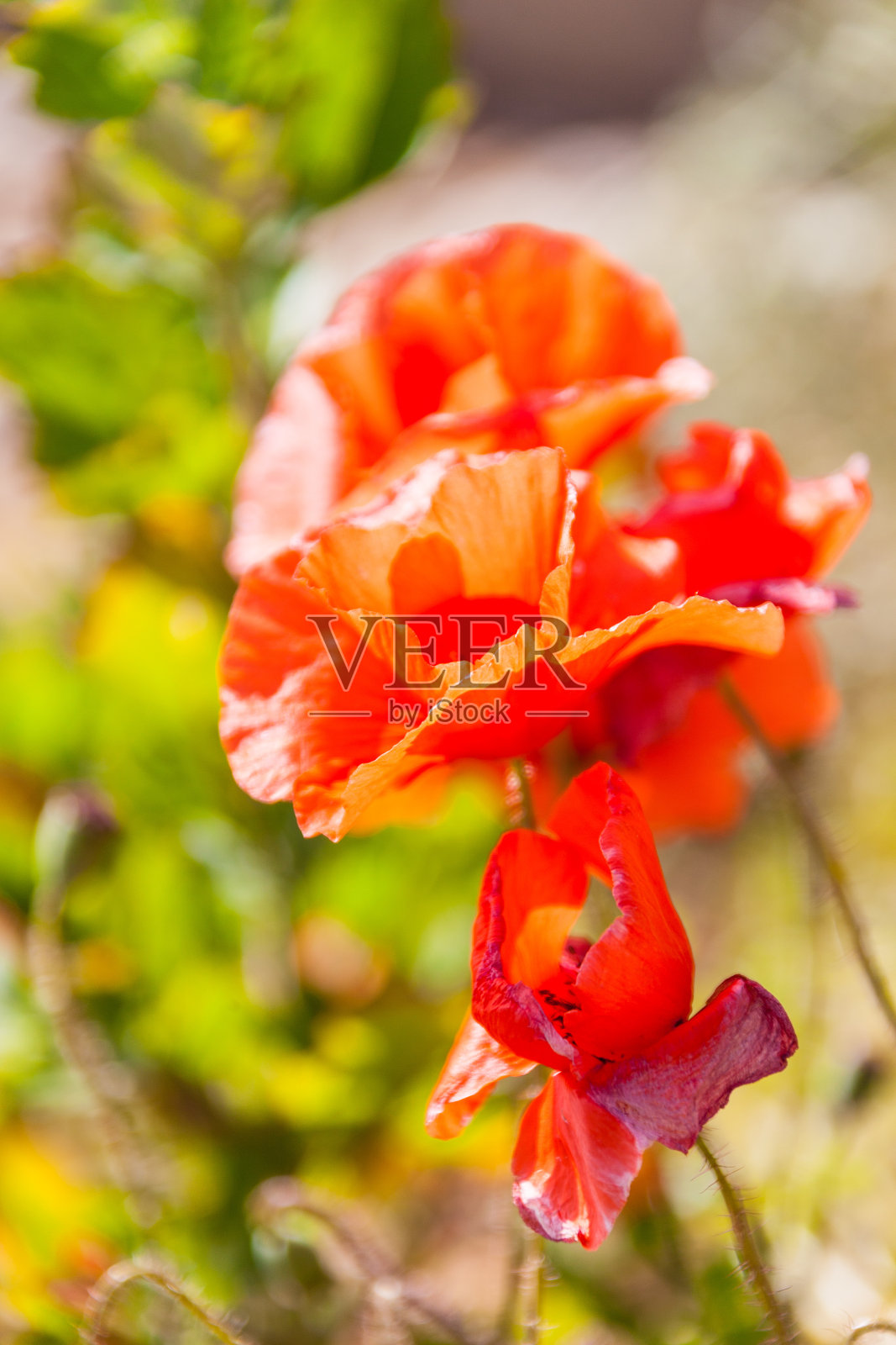 在夏天照片摄影图片