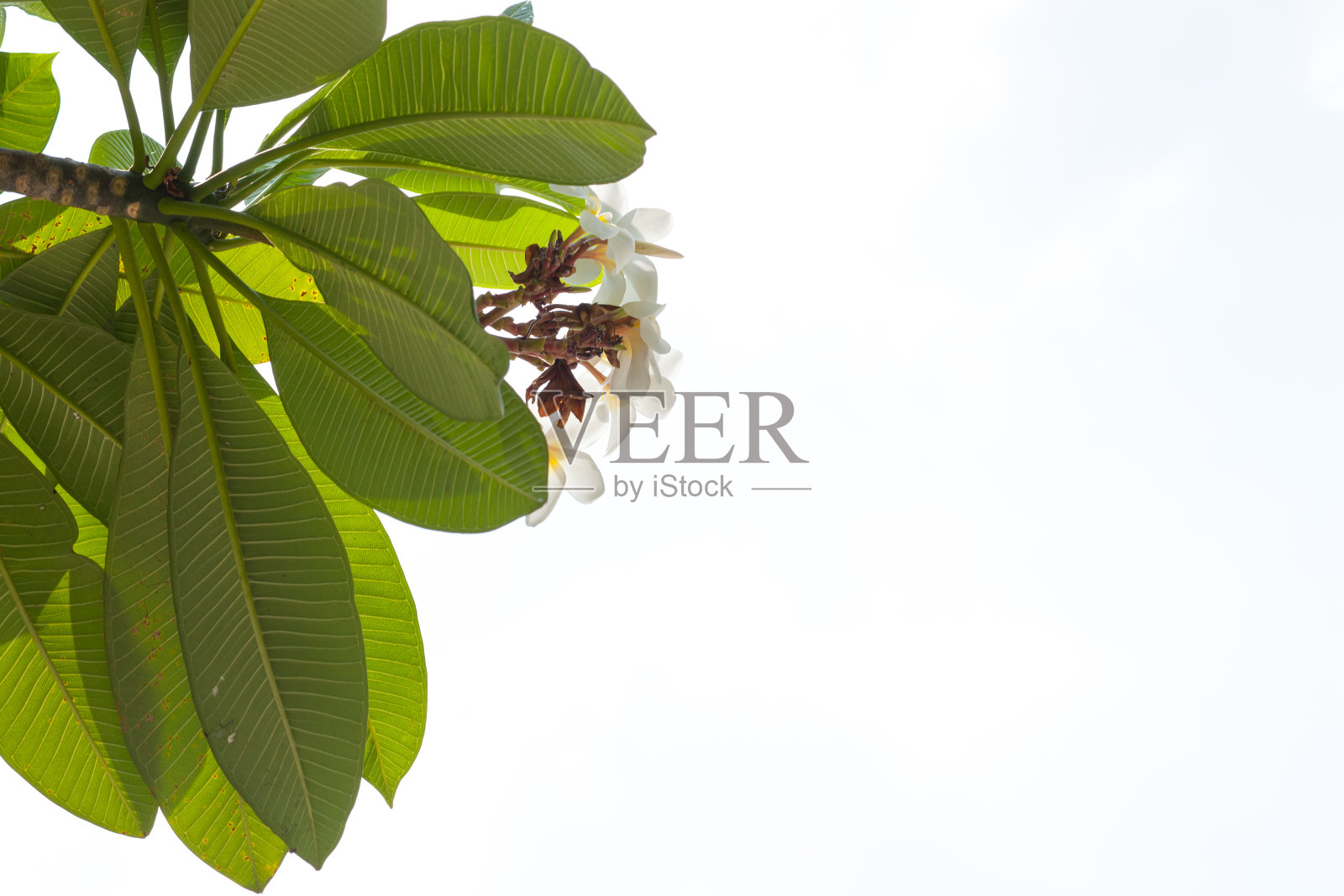 叶子在一个孤立的背景上。照片摄影图片