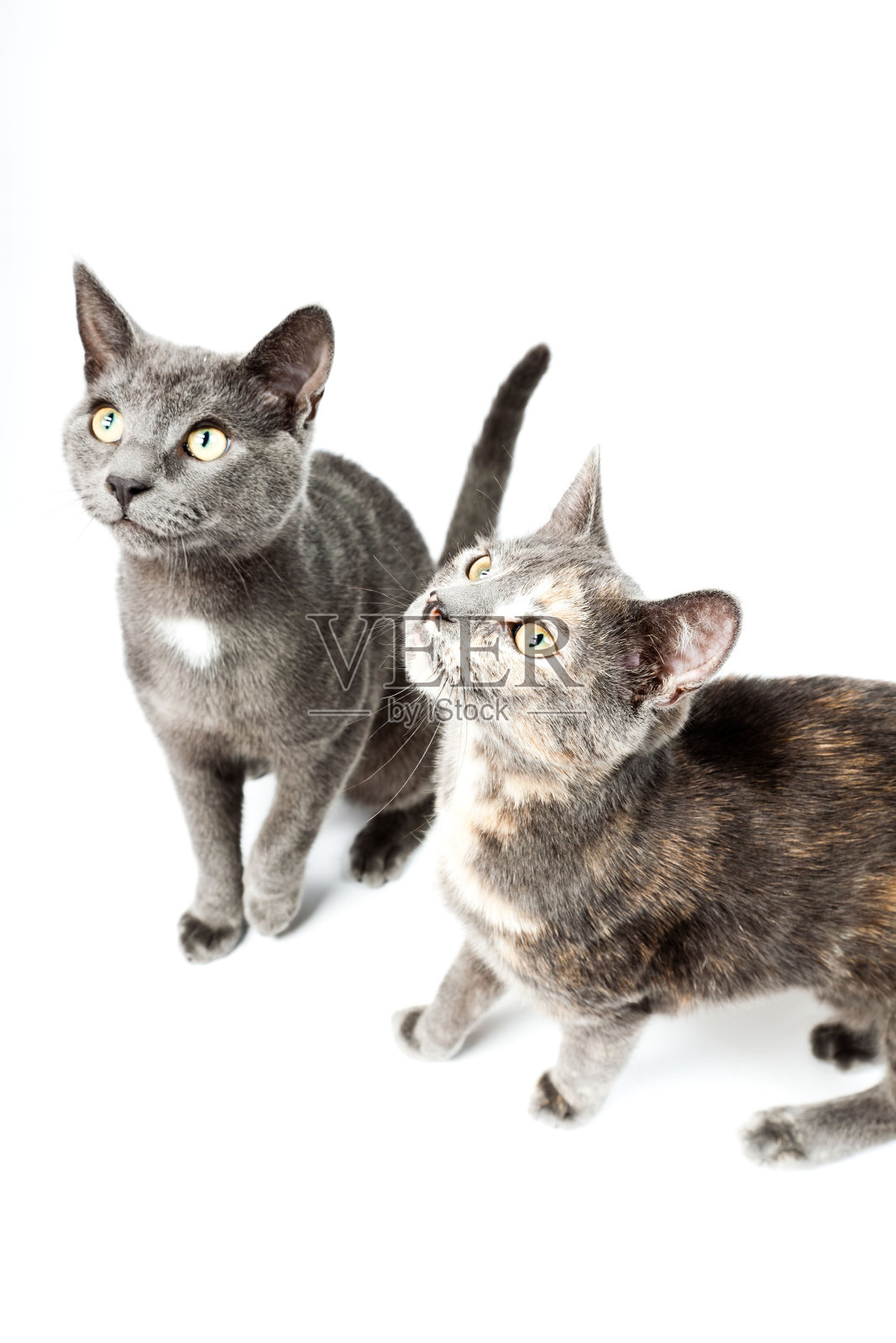 两只有趣的灰色小猫孤立在白色的背景上。照片摄影图片