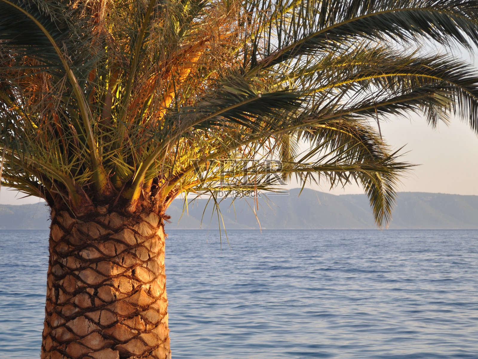 棕榈树与亚得里亚海的背景照片摄影图片