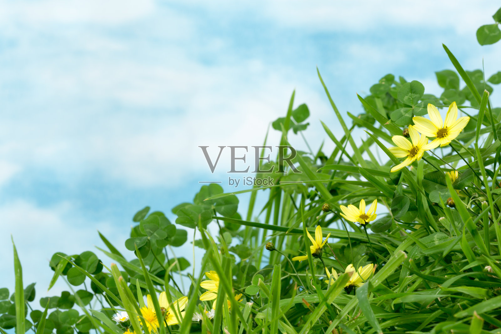 草花和三叶草照片摄影图片