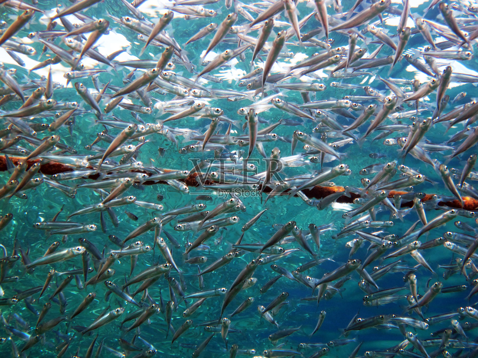 水面上的鱼群照片摄影图片