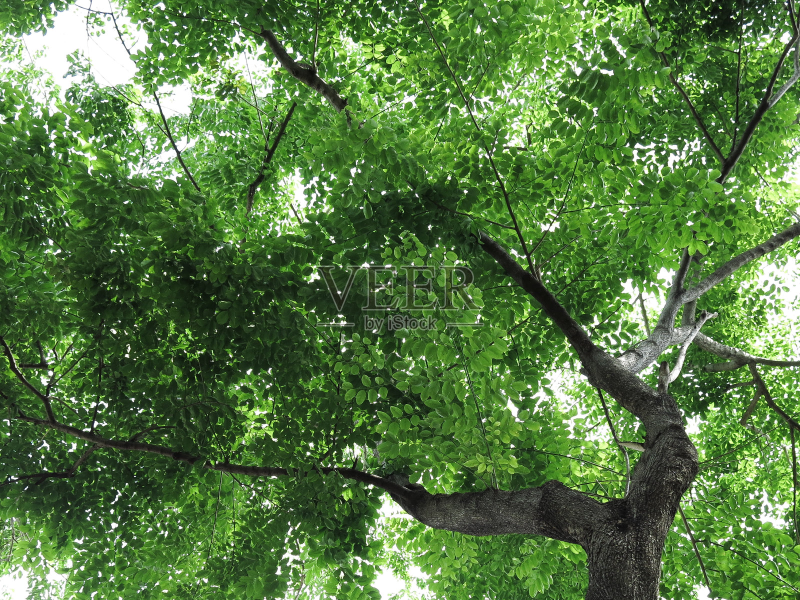 绿色放松照片摄影图片