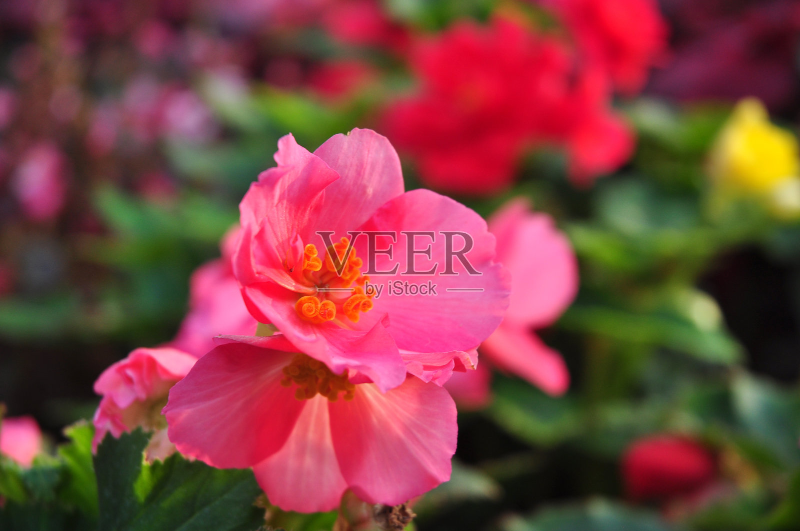 粉红色的花在绿色的背景下照片摄影图片