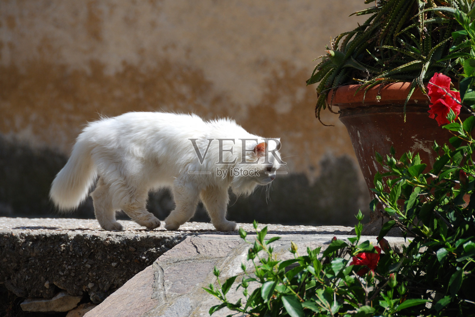 长毛白猫在额尔巴伦加照片摄影图片