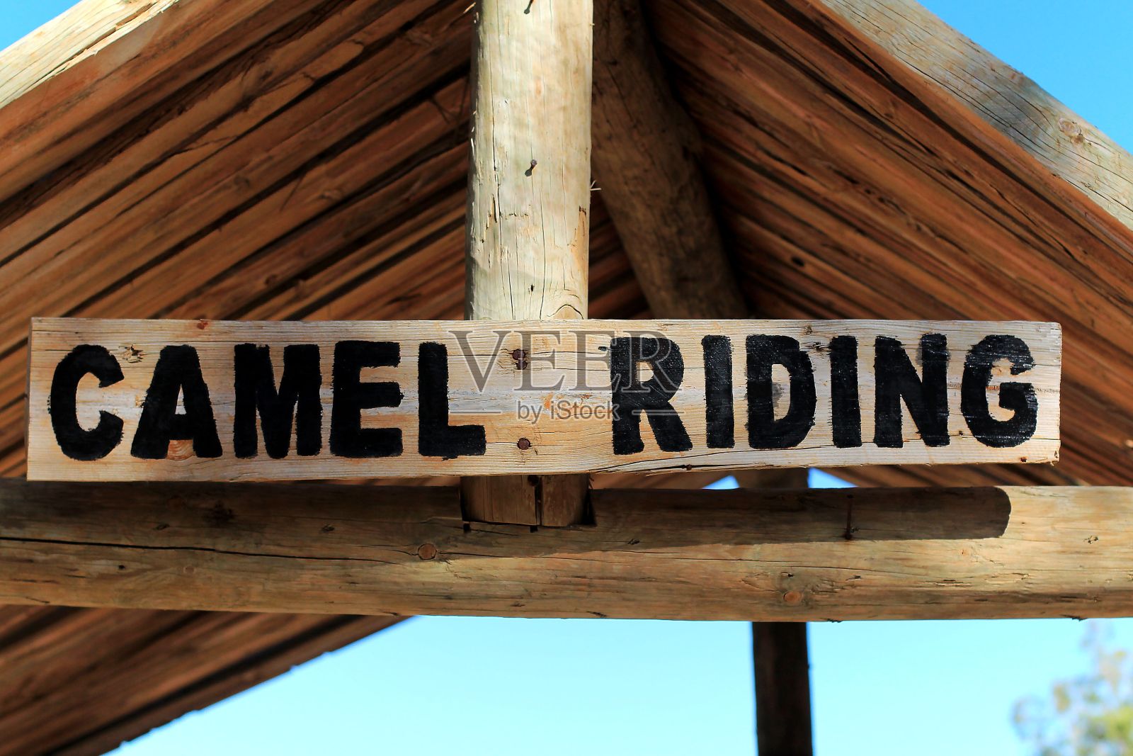 骆驼照片摄影图片