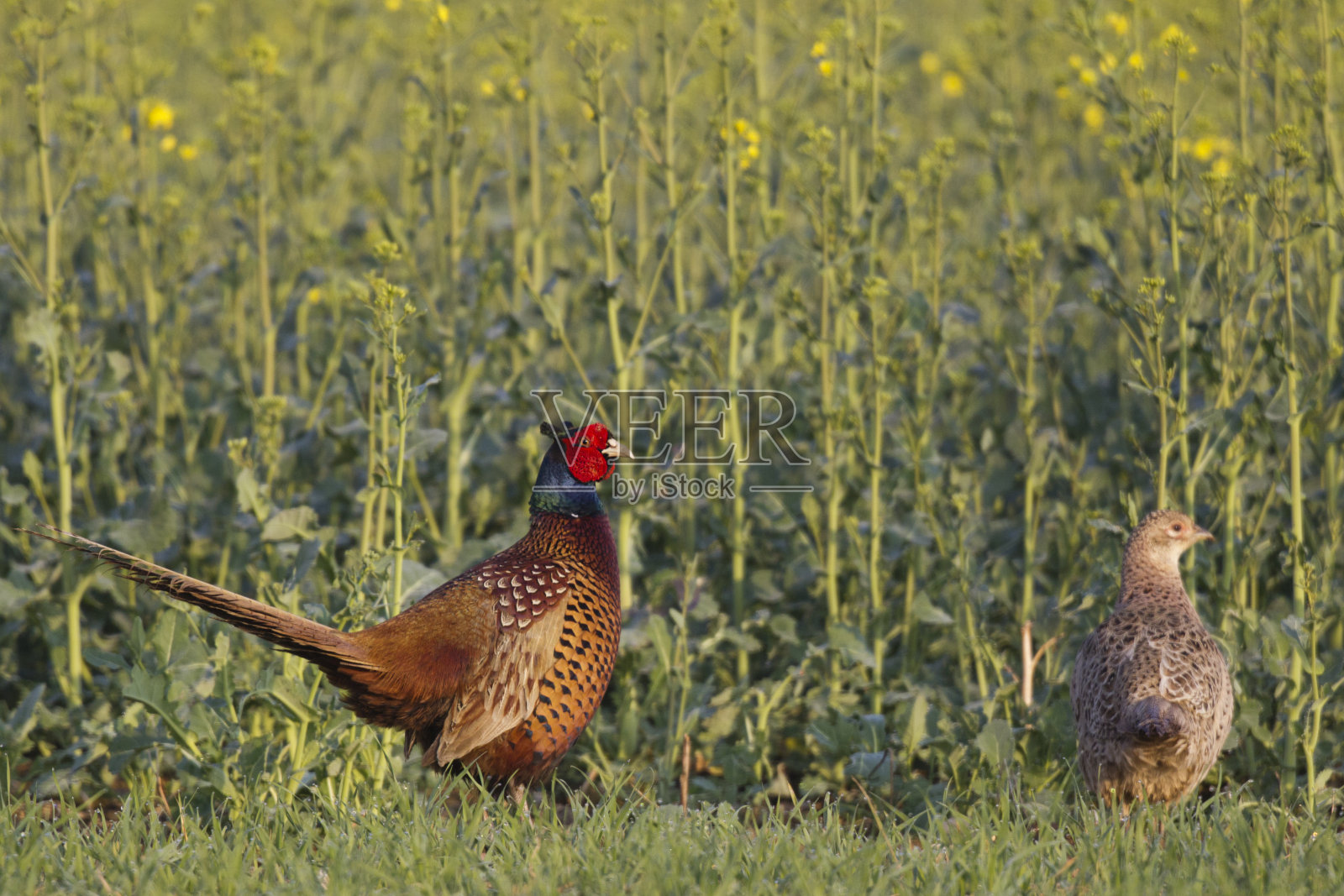 法桑,秋水仙,普通雉鸡,胡涅沃格尔照片摄影图片