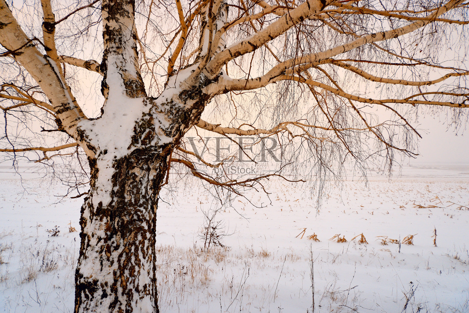 冬天光秃秃的树被雪覆盖照片摄影图片