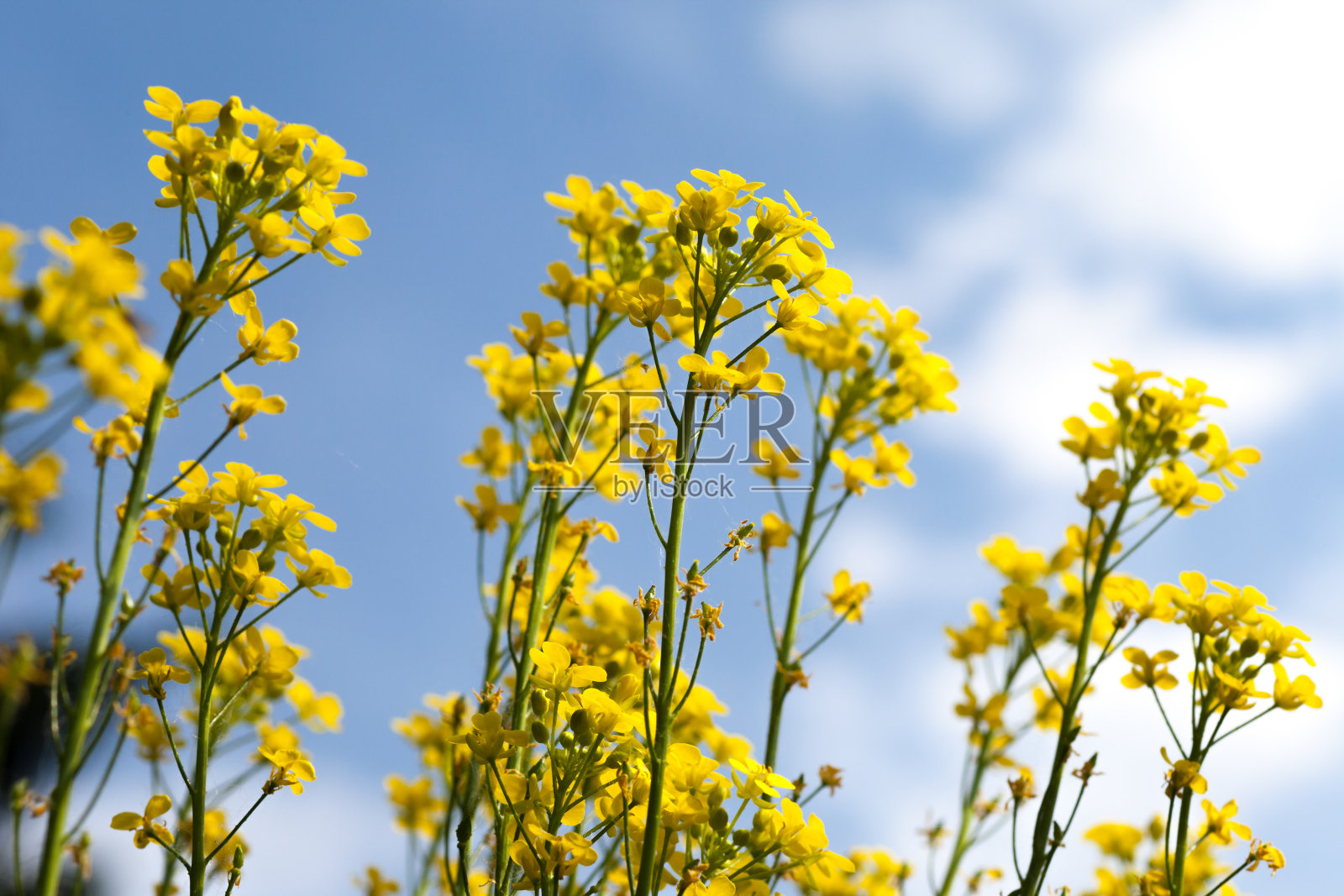 蓝天下的油菜花照片摄影图片