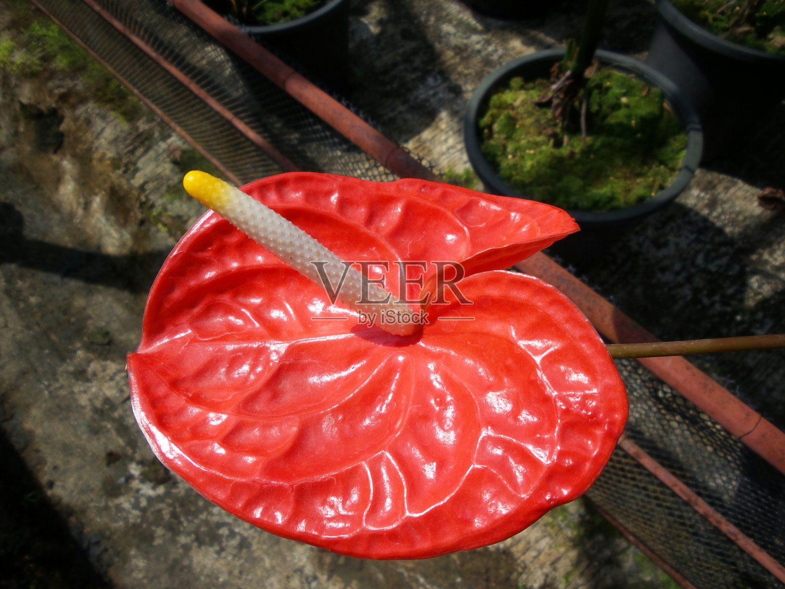 红掌和红掌的特写照片摄影图片