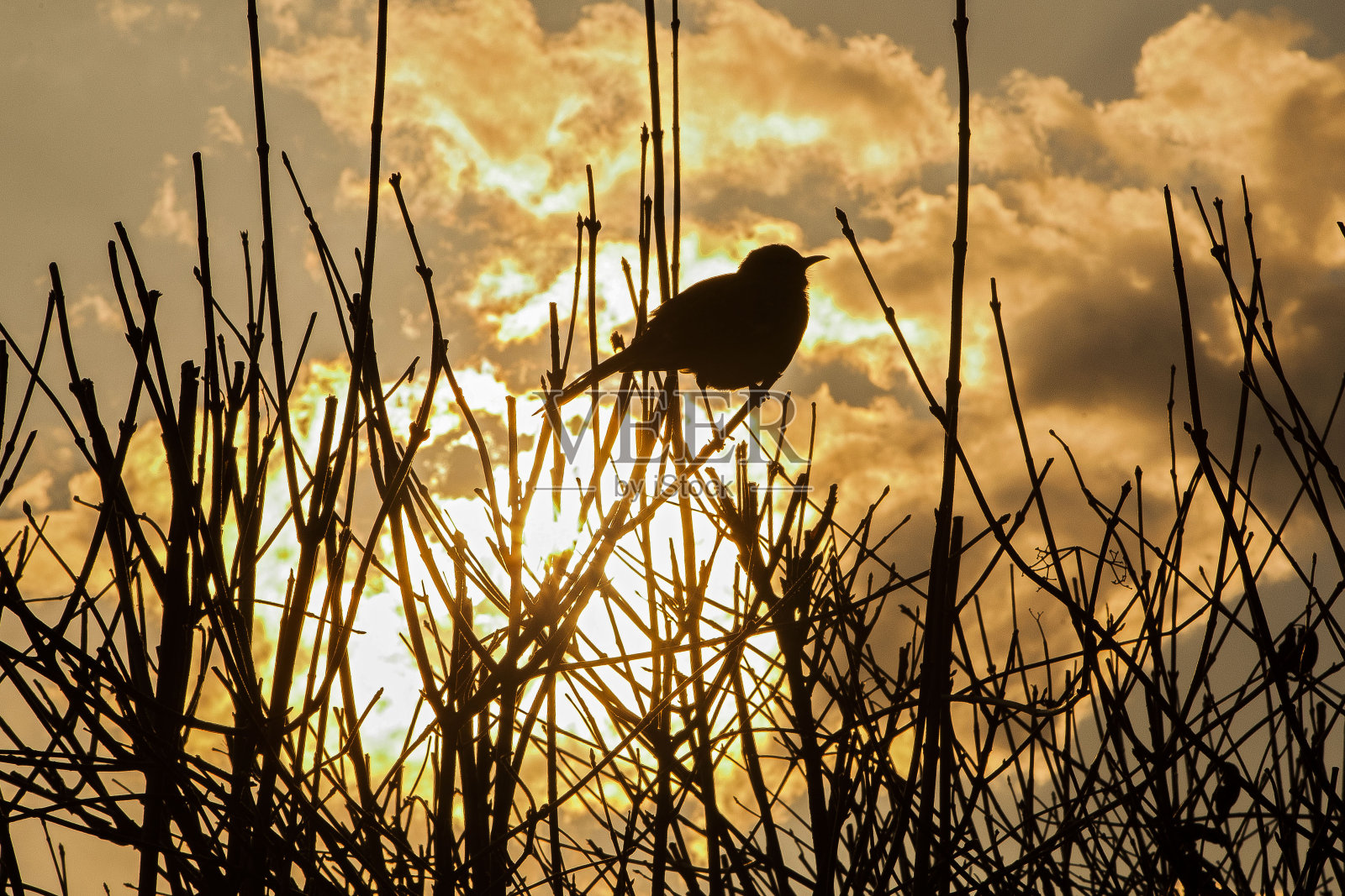 鸟的轮廓照片摄影图片