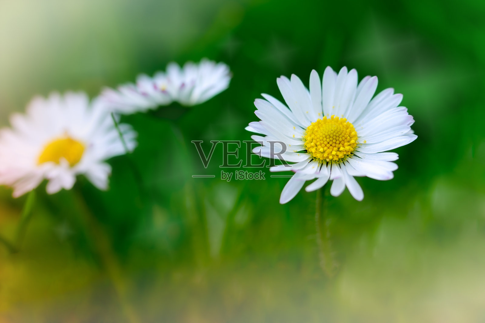 草地上美丽的雏菊——春天的雏菊照片摄影图片