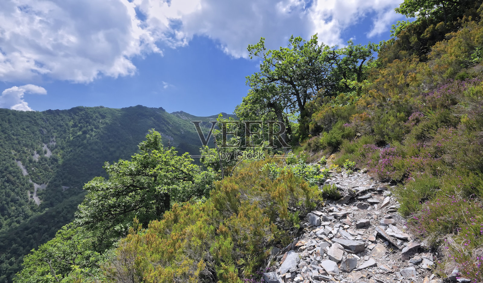 Muniellos森林。照片摄影图片