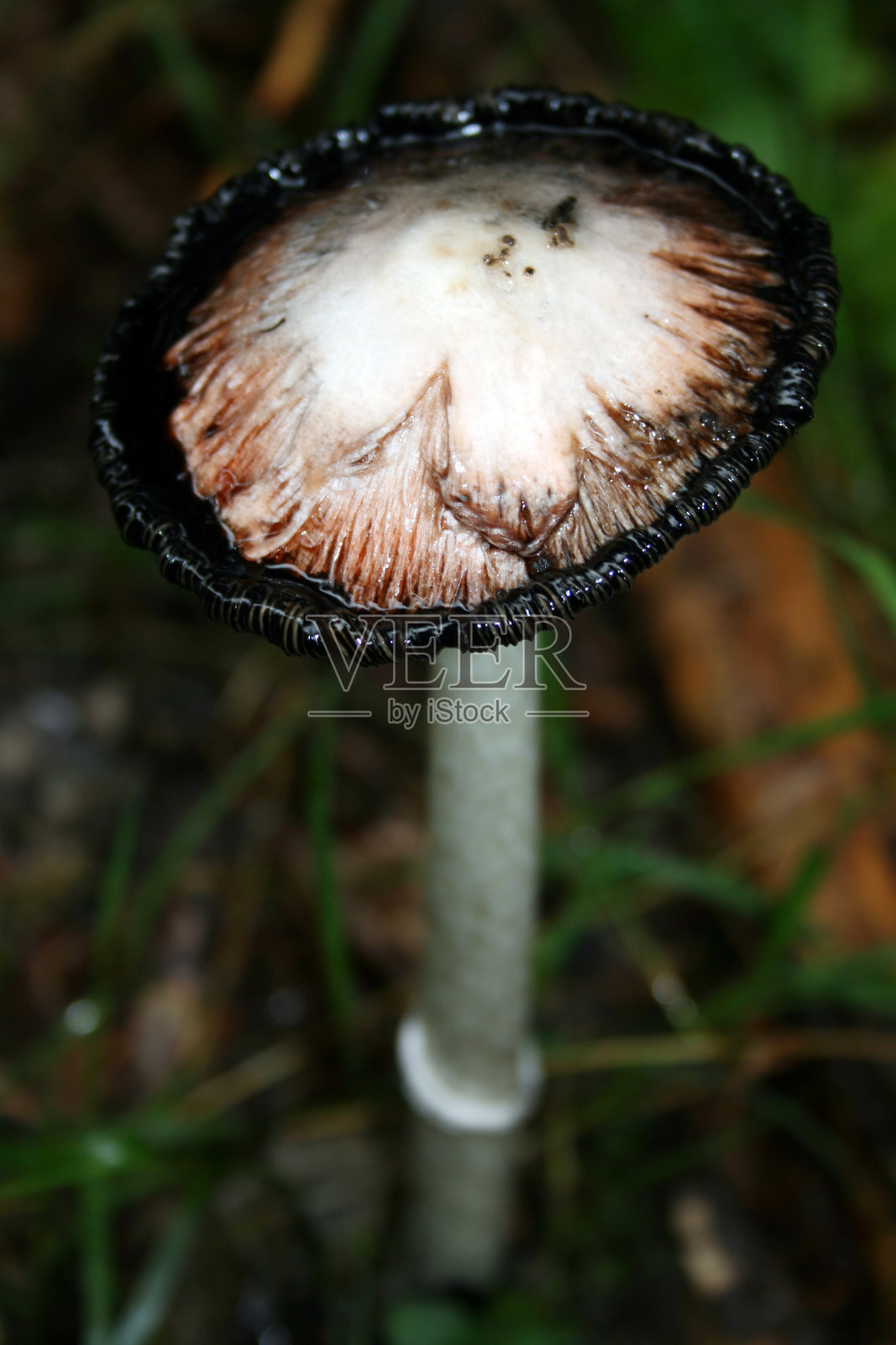 一种白色的黑色蘑菇,叫做鸡腿菇照片摄影图片