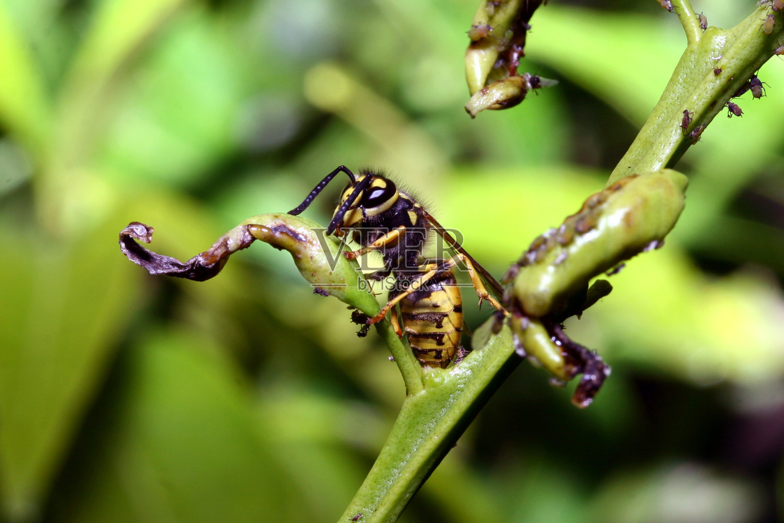 中收取黄色黄蜂照片摄影图片