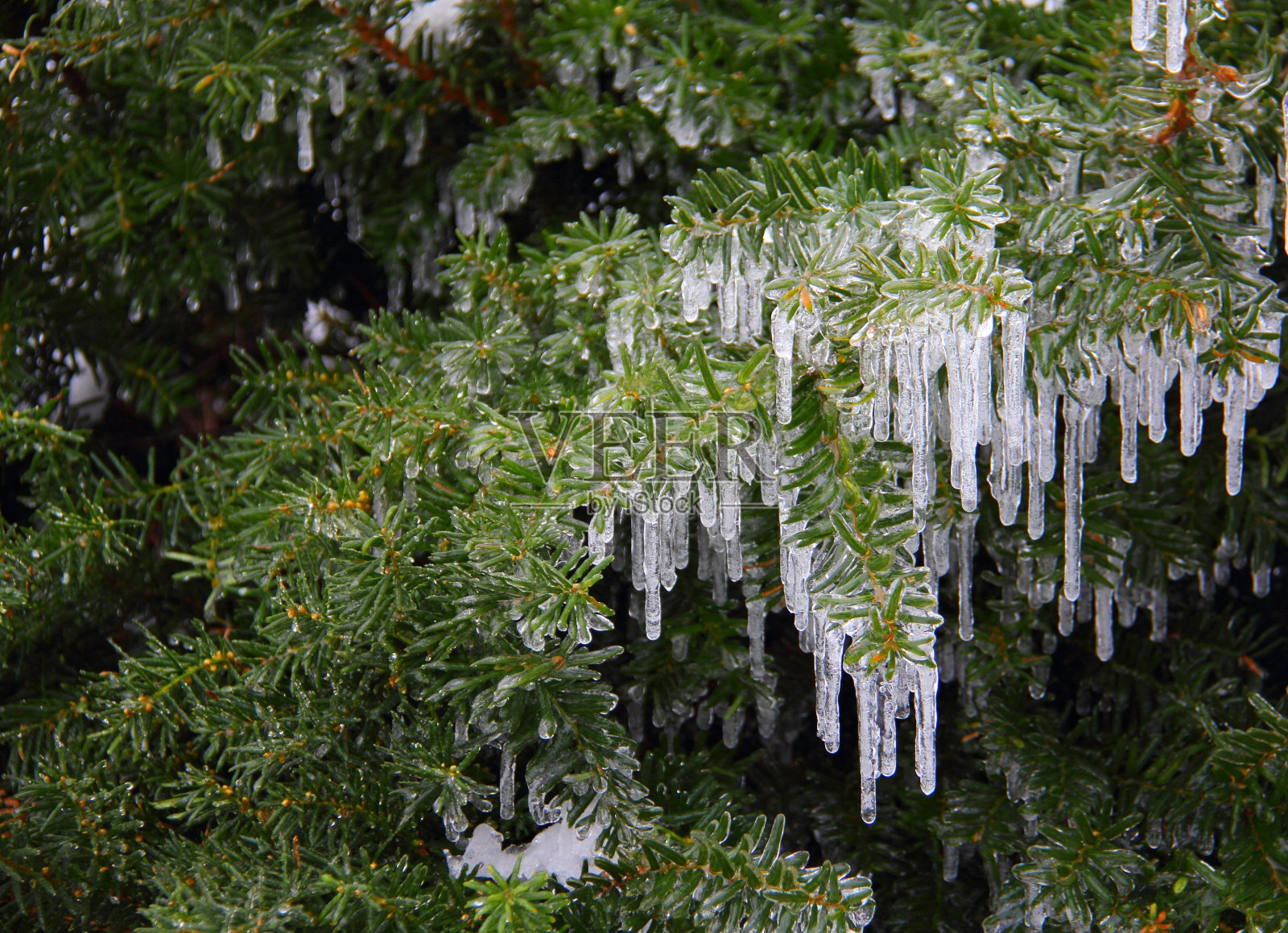 冰冷的分支照片摄影图片