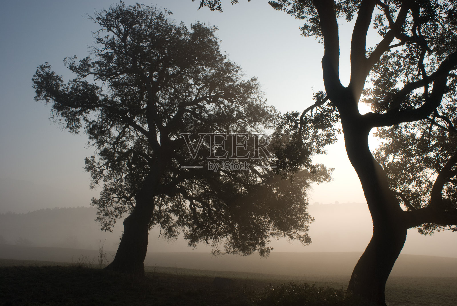 两棵圣橡树,雾和太阳,加泰罗尼亚前比利牛斯山照片摄影图片