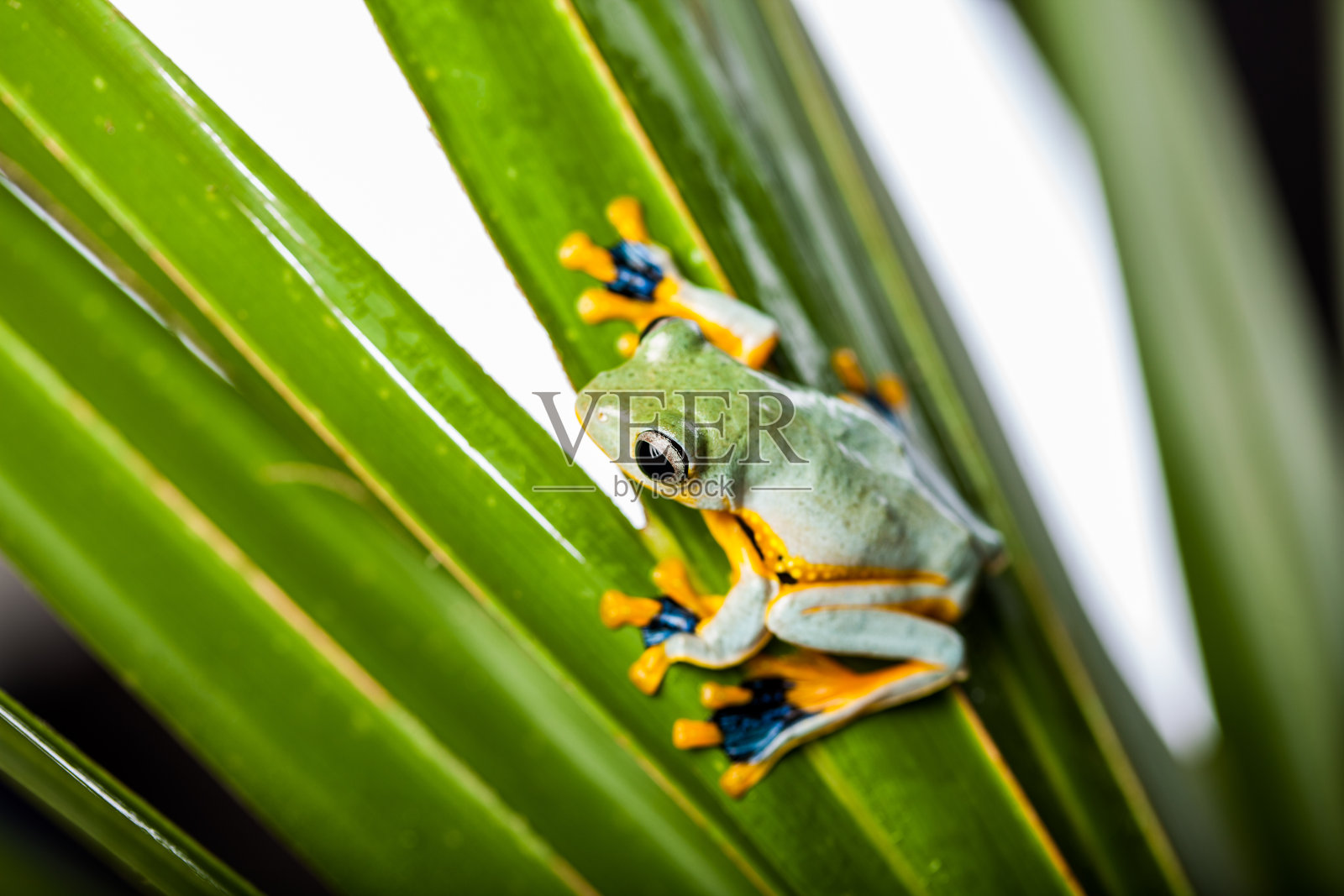 热带雨林主题照片摄影图片
