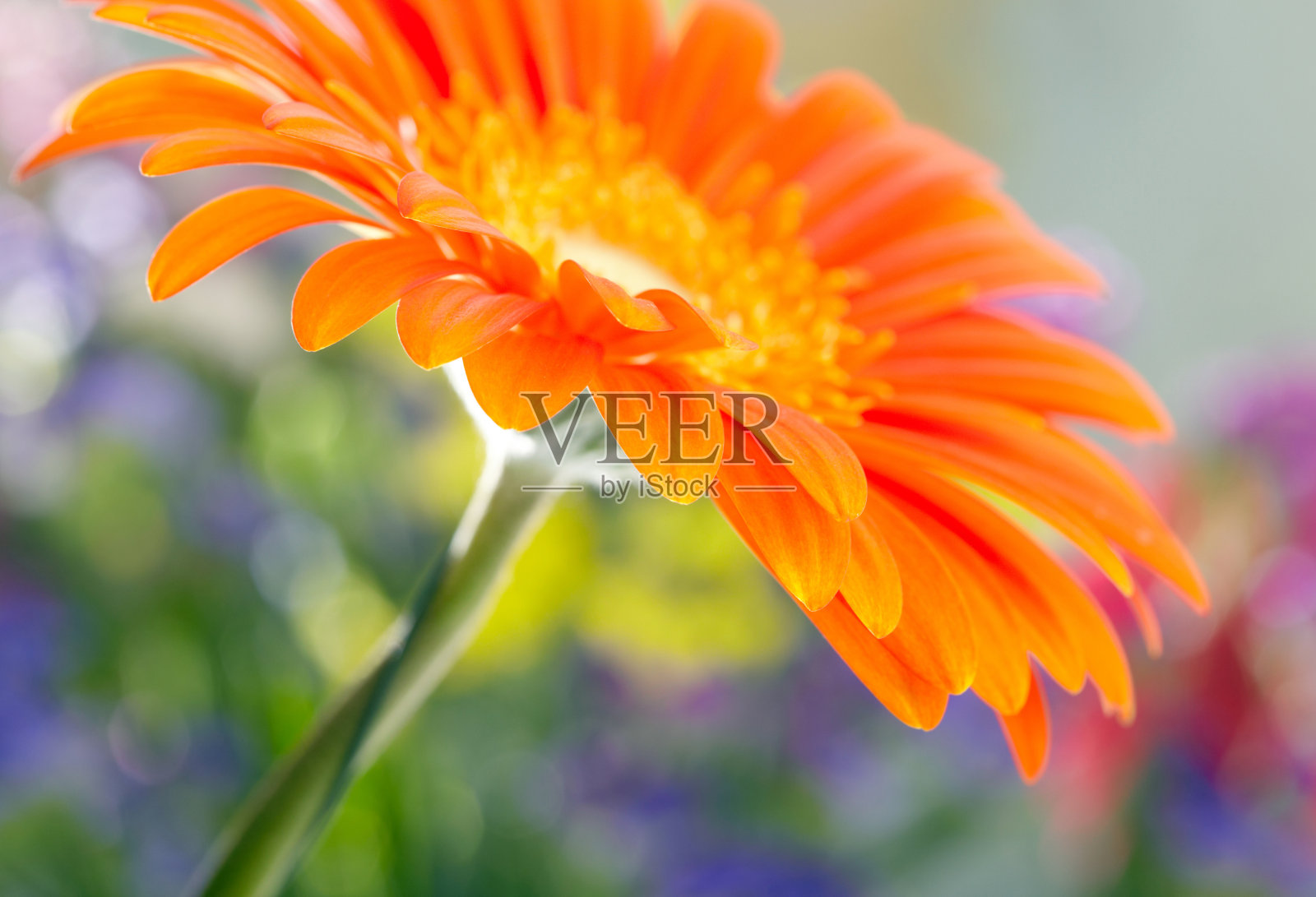 橙色雏菊-非洲菊的特写照片照片摄影图片