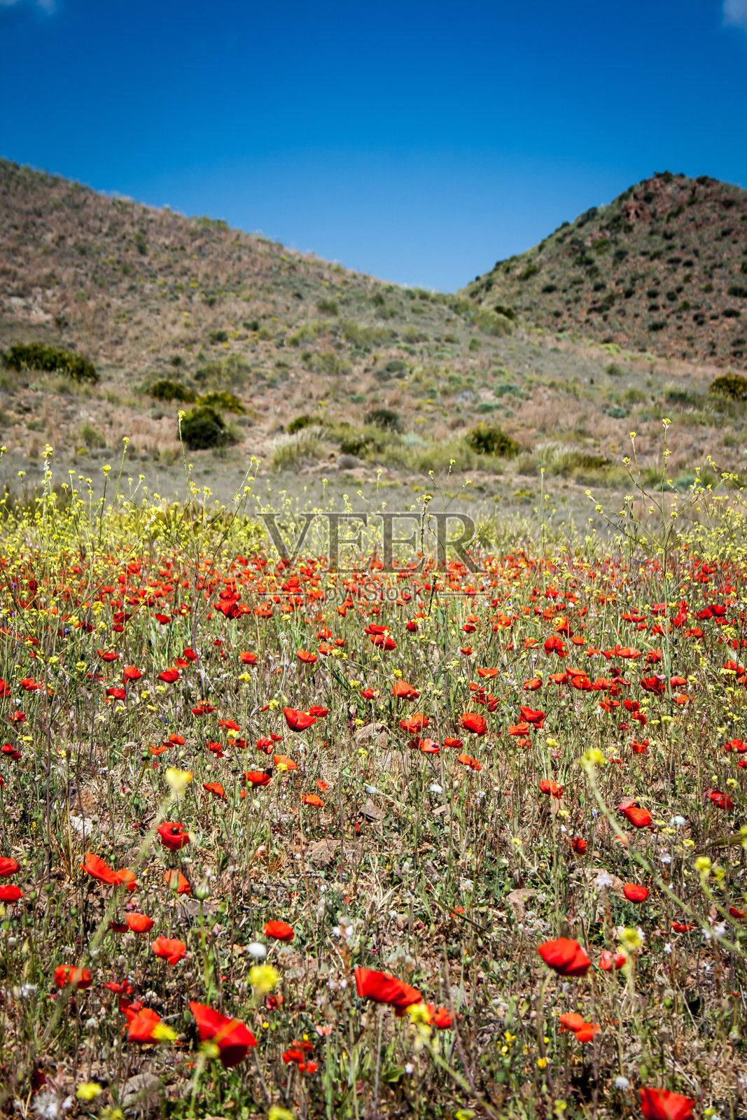 野花西班牙照片摄影图片